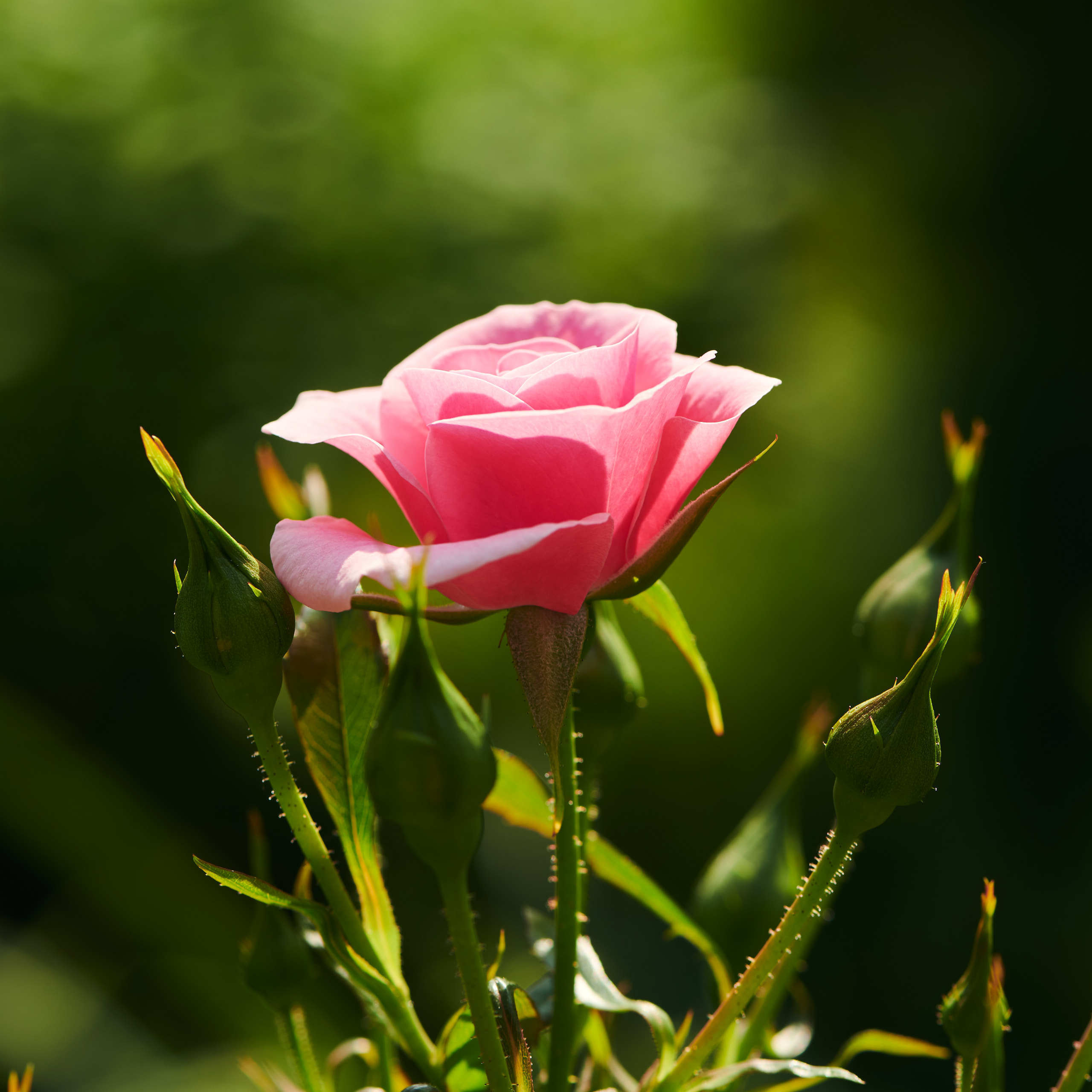 Roses. Nature and macro photography by Elena Zhukova