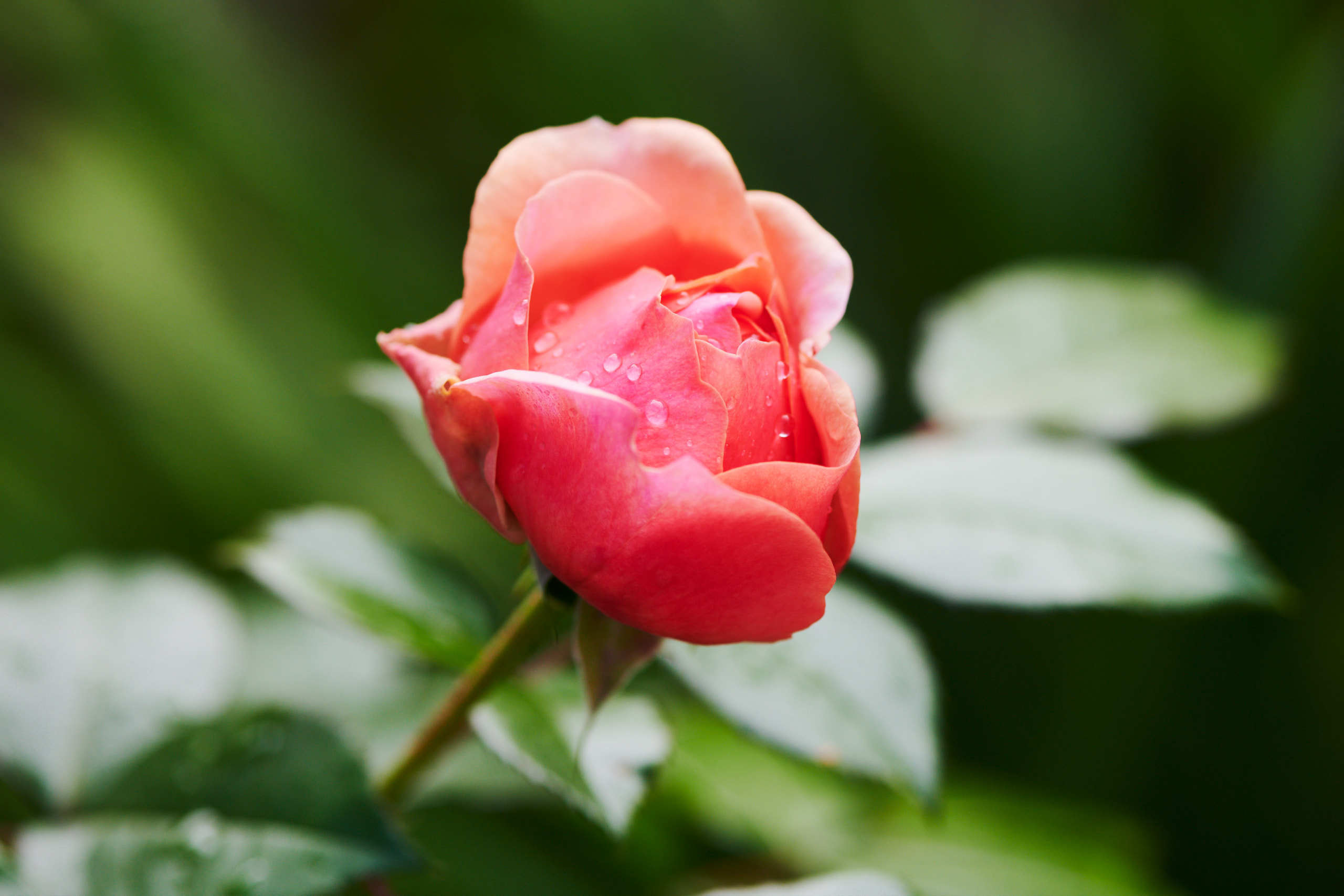 Roses. Nature and macro photography by Elena Zhukova