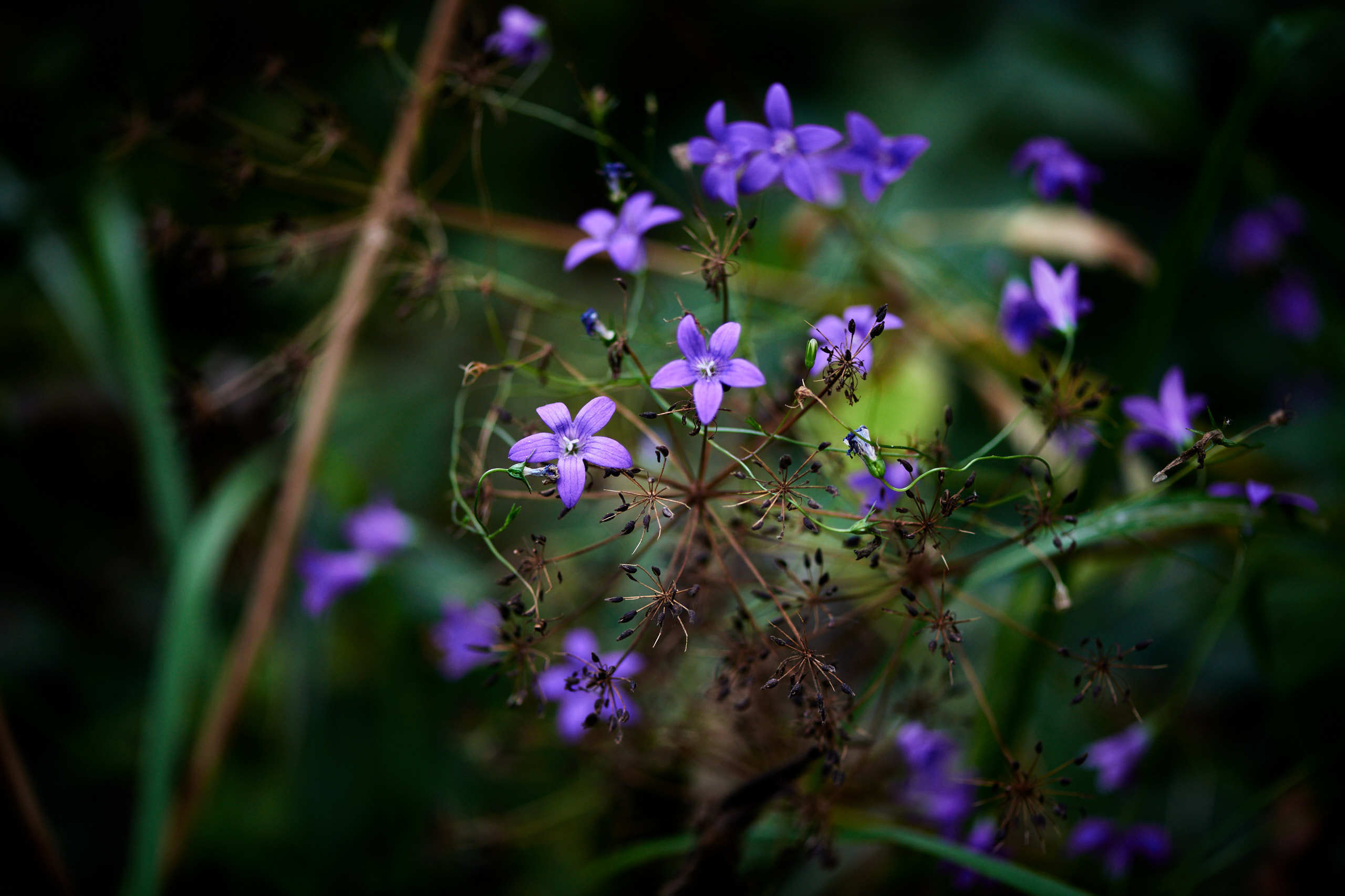 Flowers. Nature and macro photography by Elena Zhukova