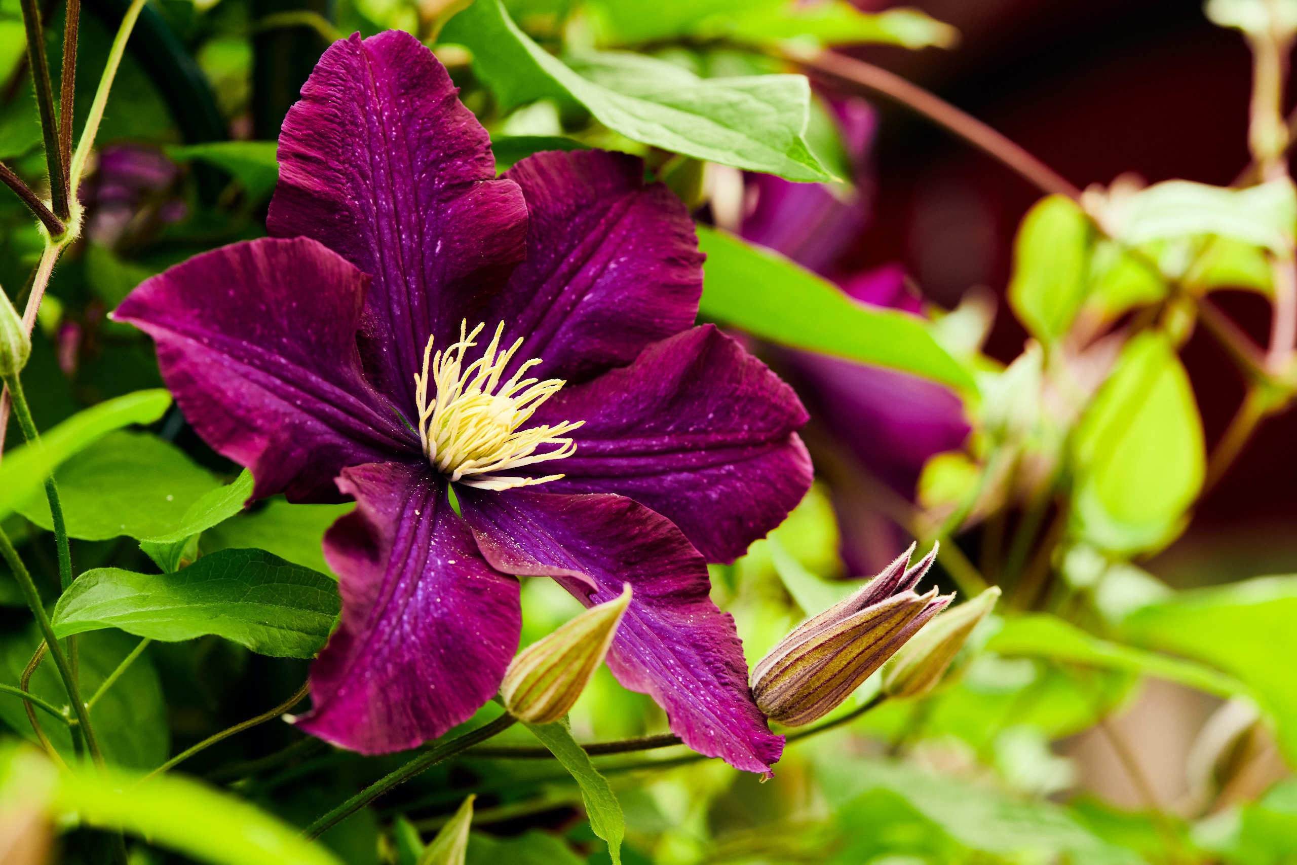 Flowers. Nature and macro photography by Elena Zhukova