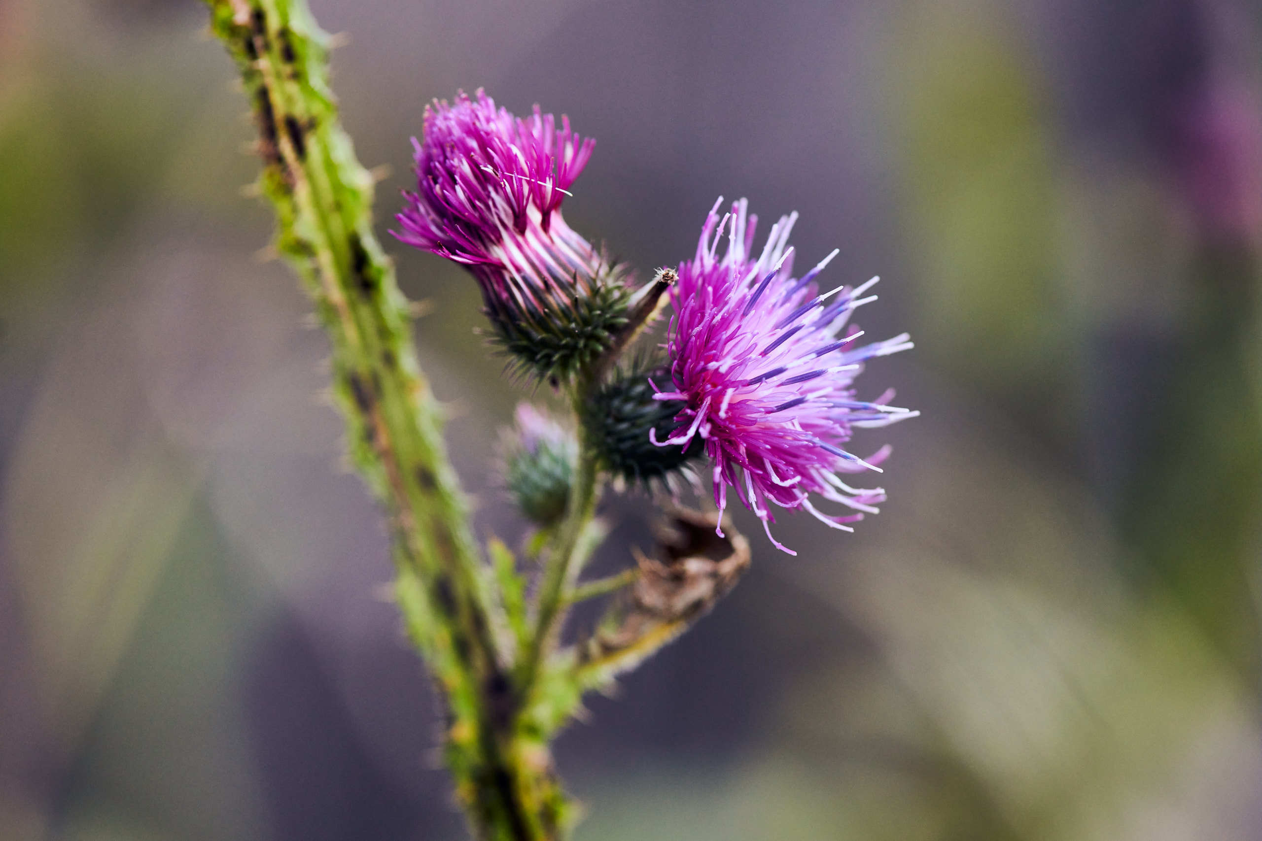 Flowers. Nature and macro photography by Elena Zhukova
