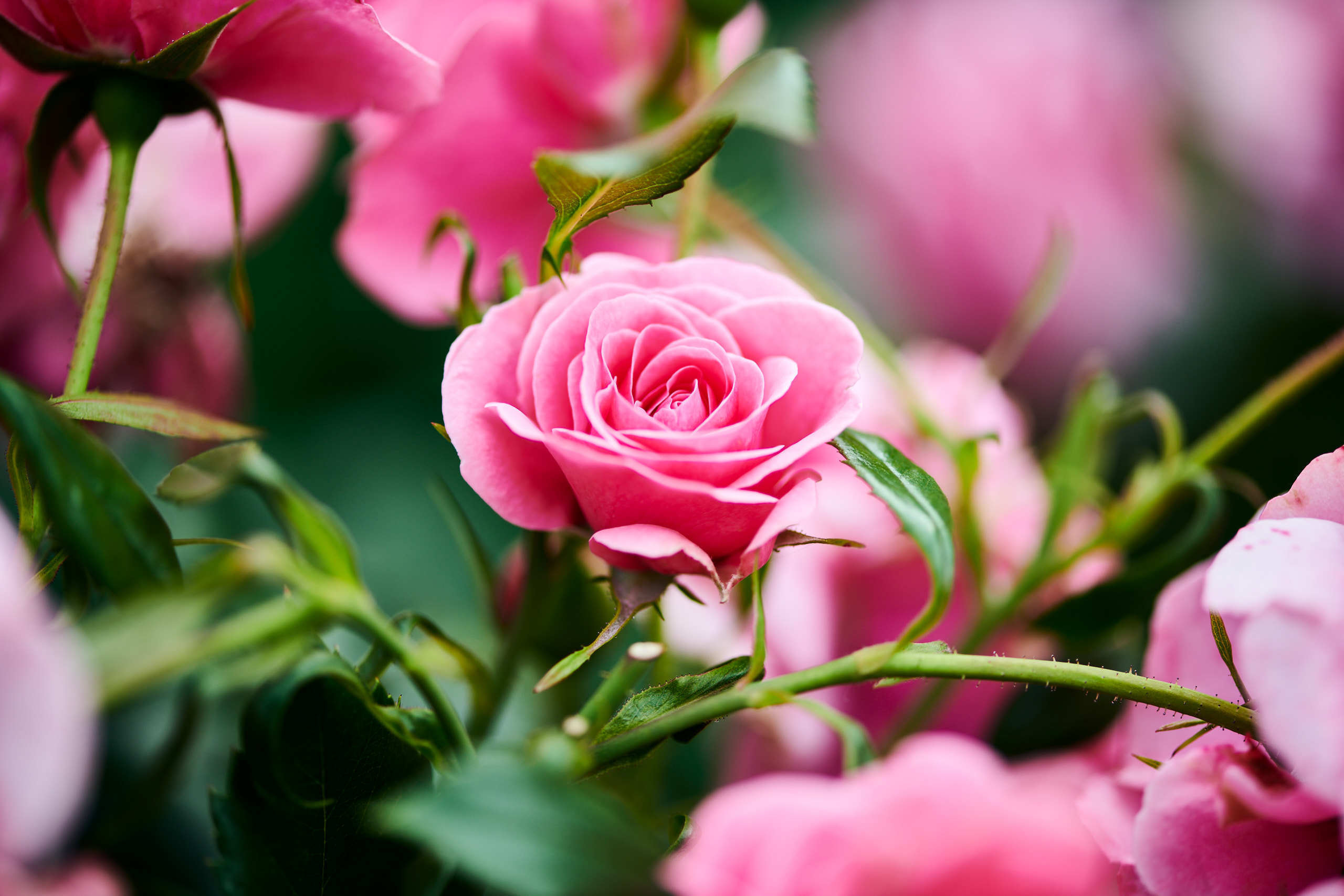 Roses. Nature and macro photography by Elena Zhukova