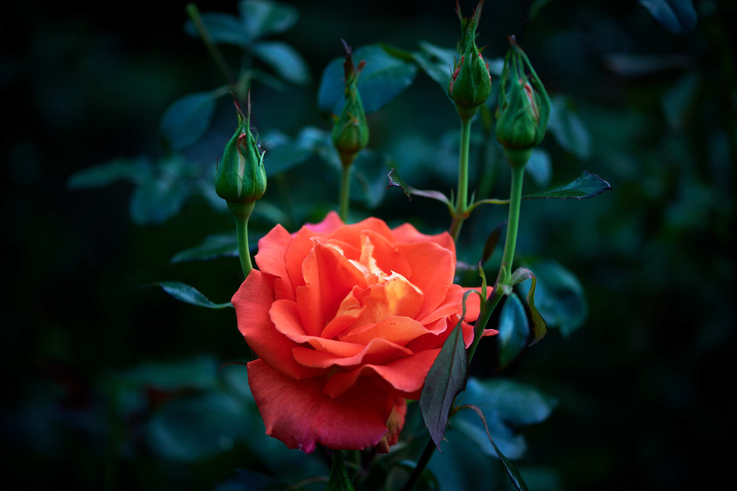 Roses. Nature and macro photography by Elena Zhukova