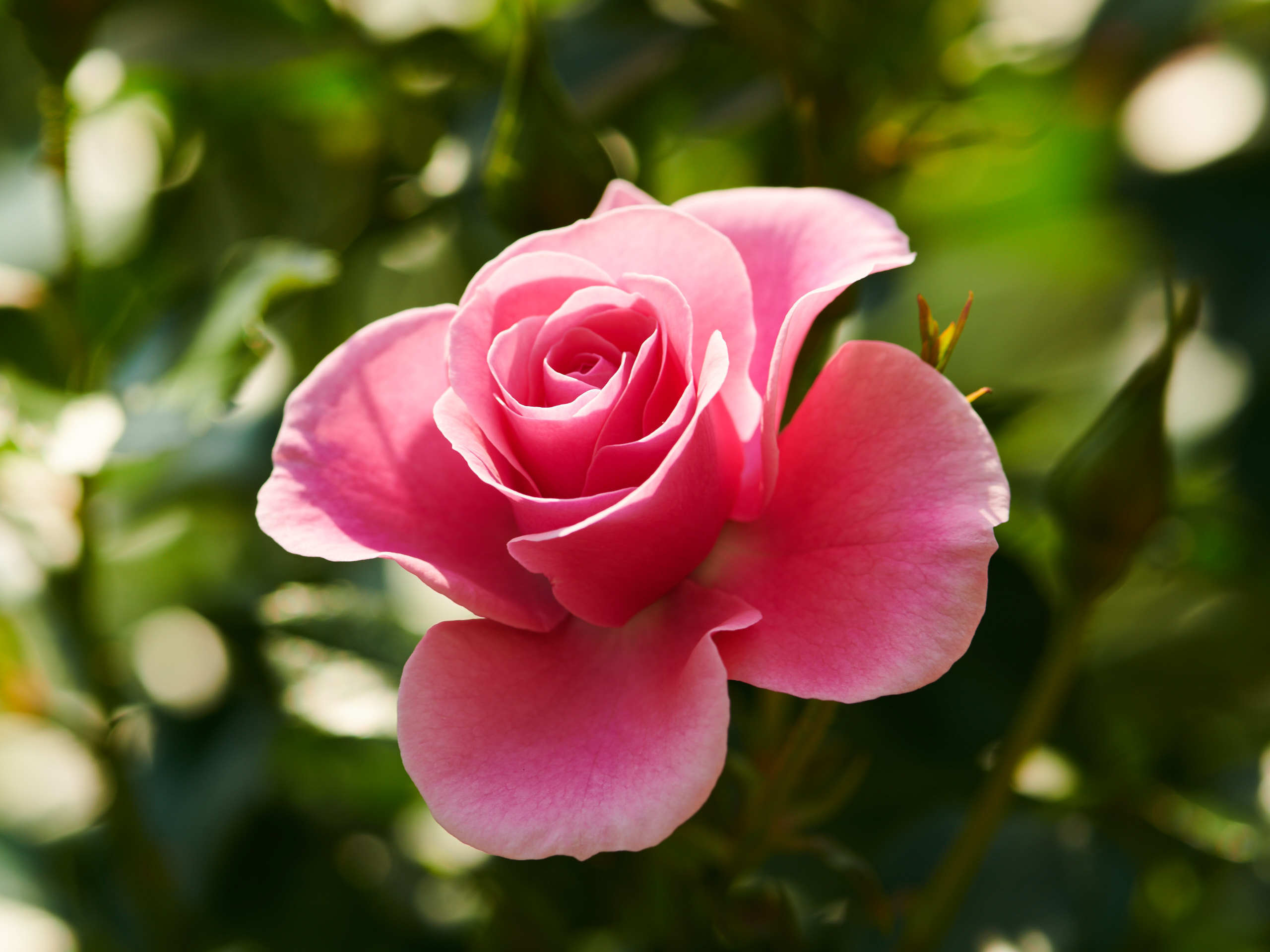 Roses. Nature and macro photography by Elena Zhukova