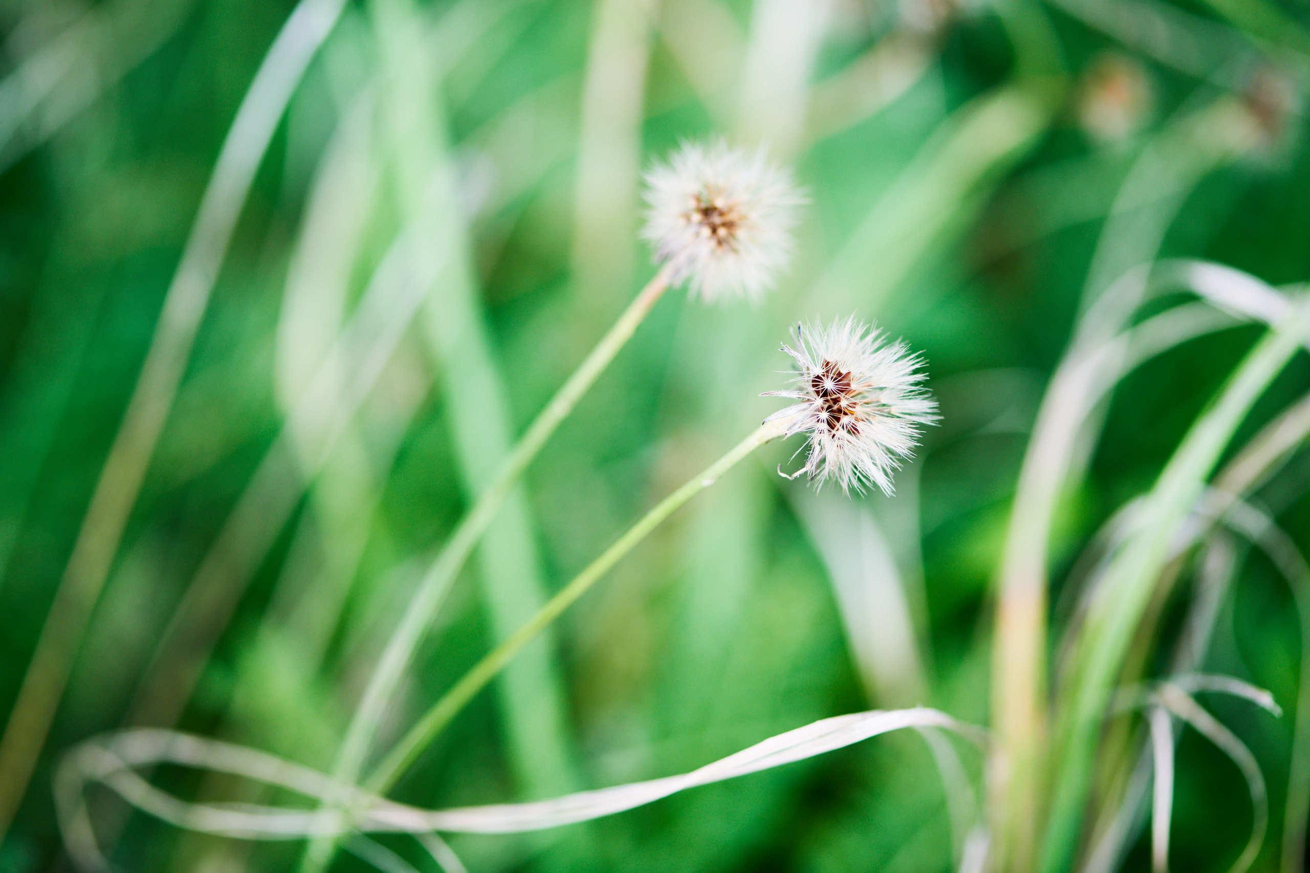 Flowers. Nature and macro photography by Elena Zhukova