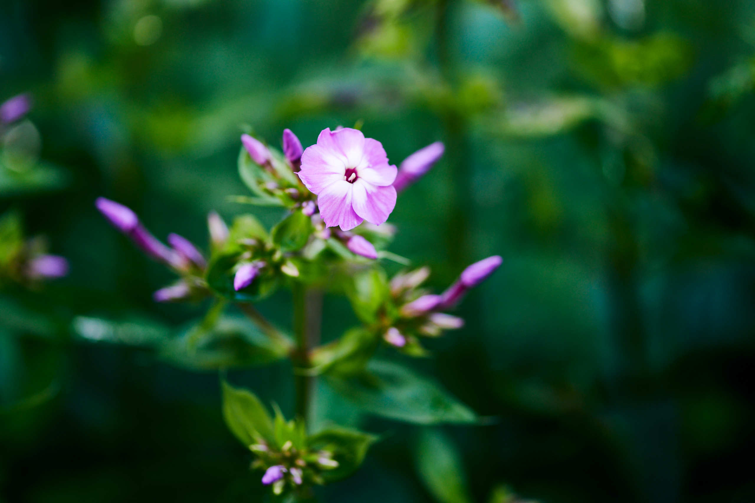 Flowers. Nature and macro photography by Elena Zhukova