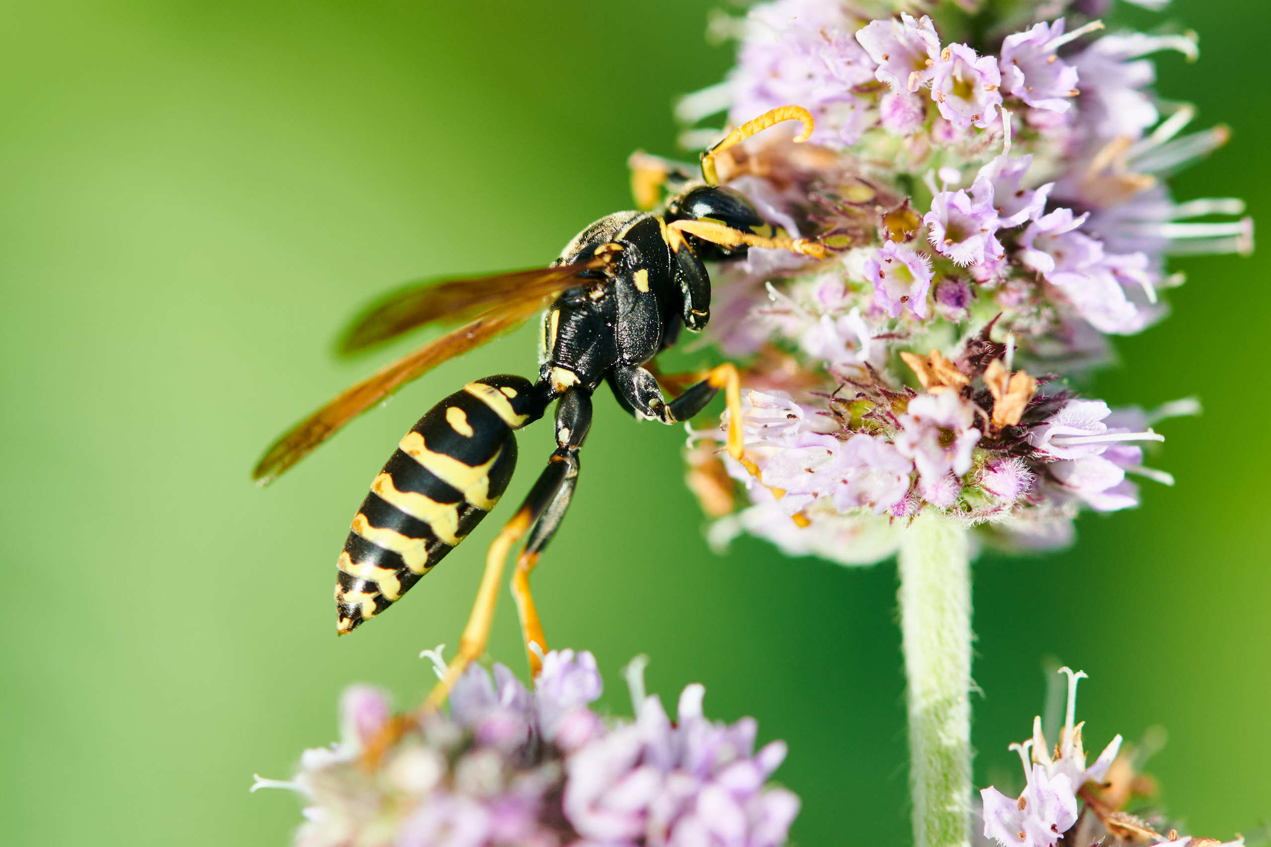 Small world. Nature and macro photography by Elena Zhukova