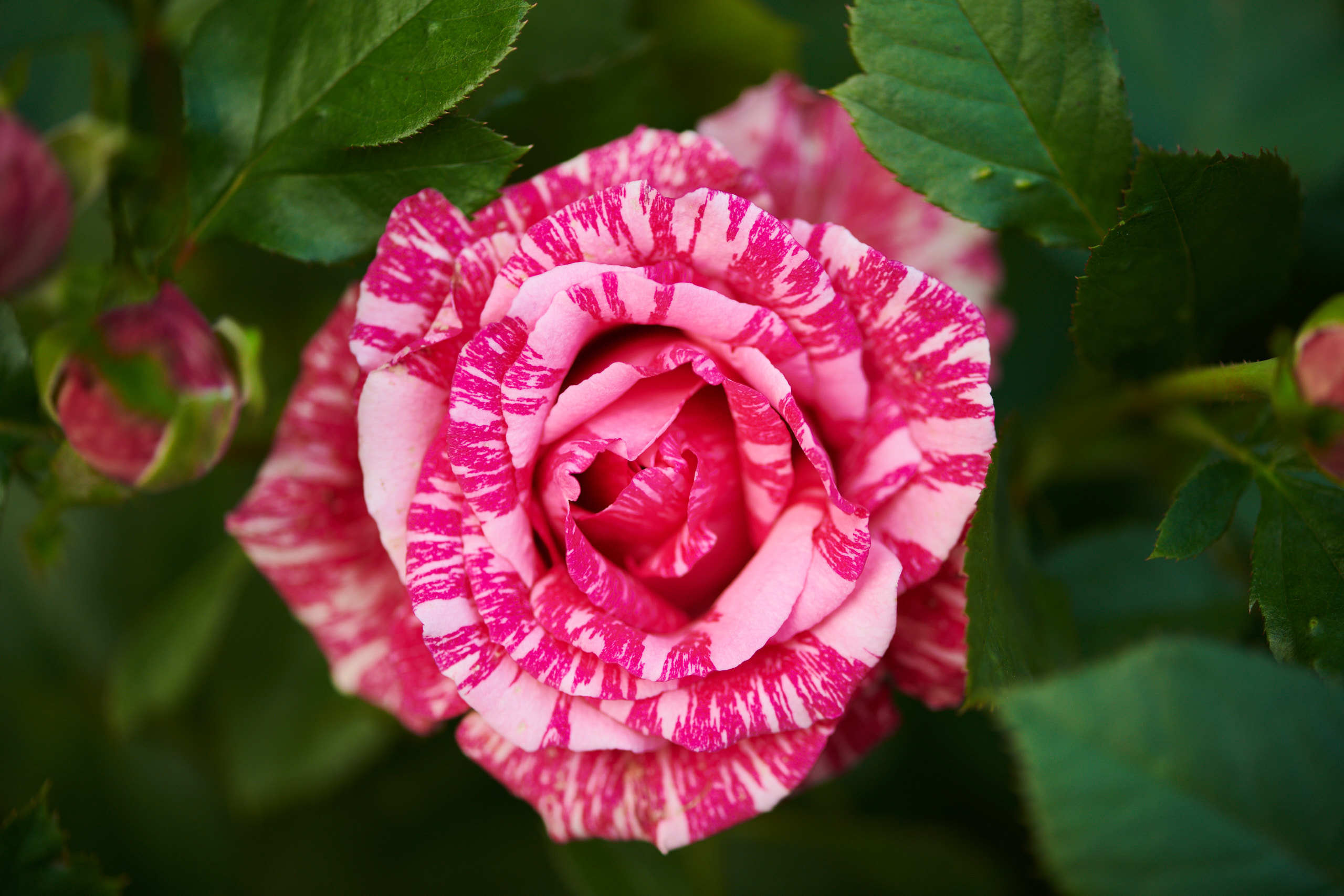 Roses. Nature and macro photography by Elena Zhukova