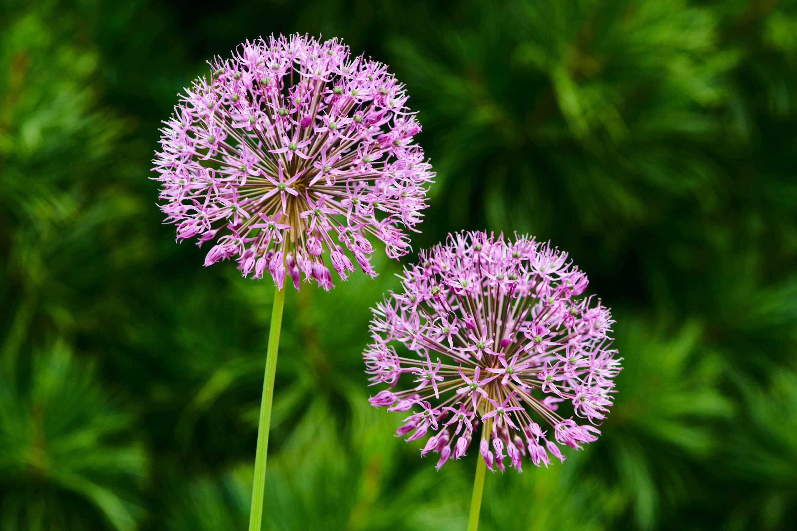 Flowers. Nature and macro photography by Elena Zhukova