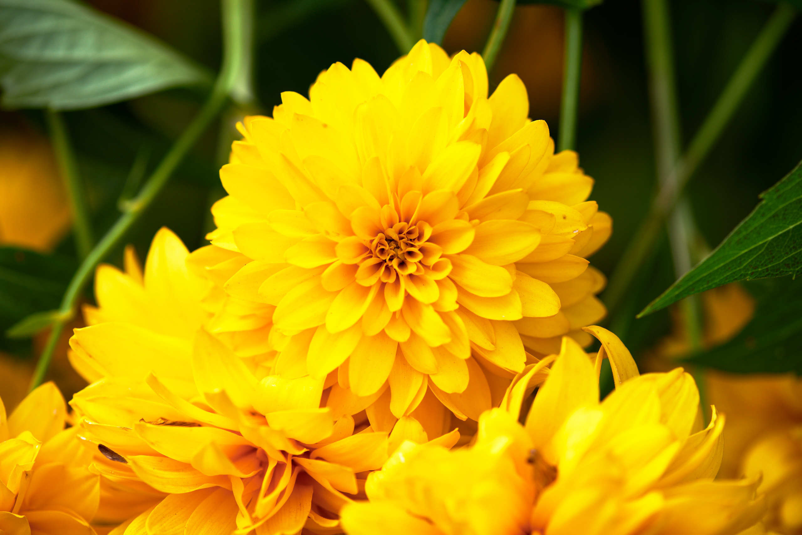 Flowers. Nature and macro photography by Elena Zhukova