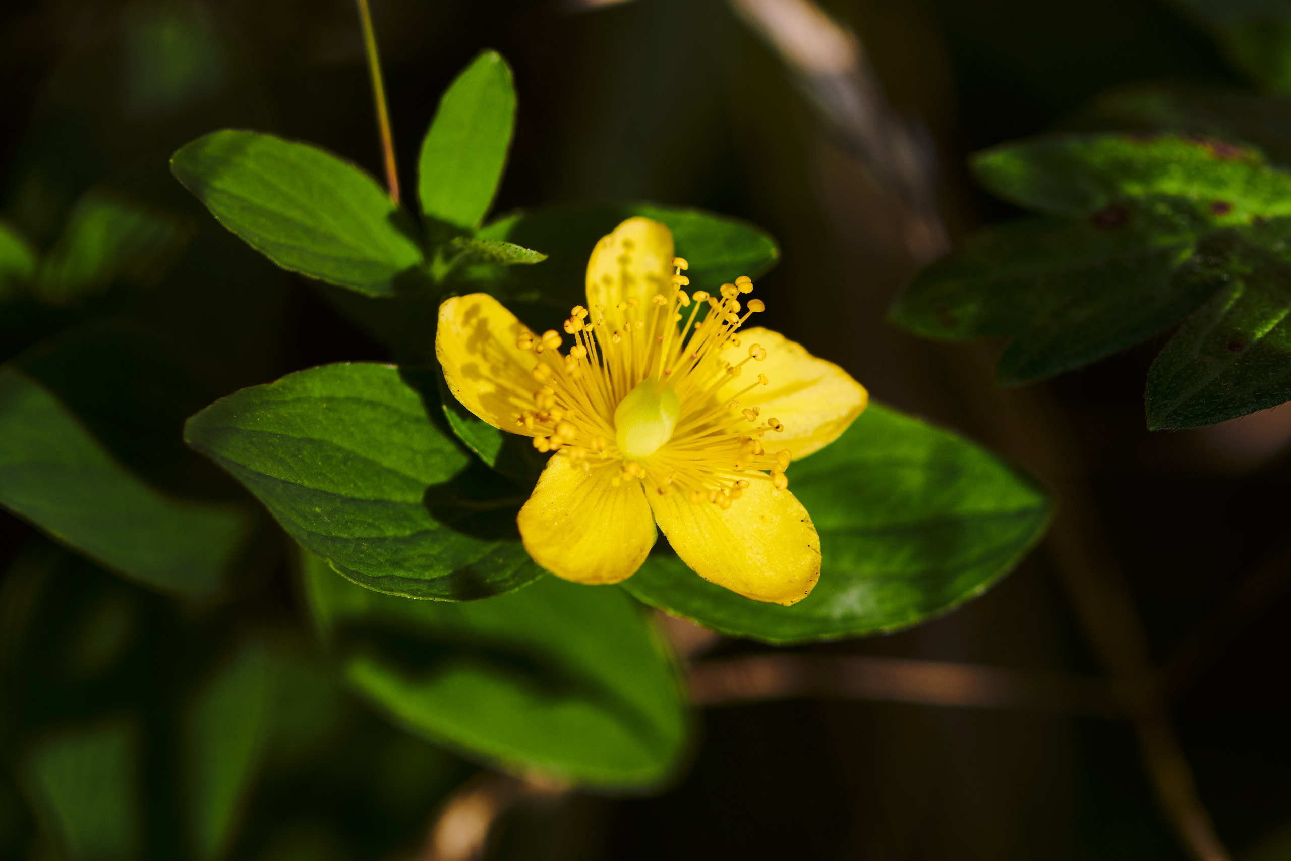 Flowers. Nature and macro photography by Elena Zhukova
