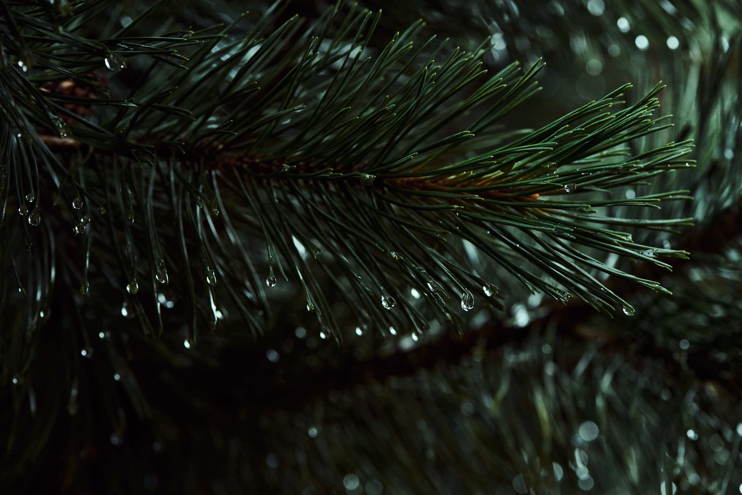 Leaves. Nature and macro photography by Elena Zhukova