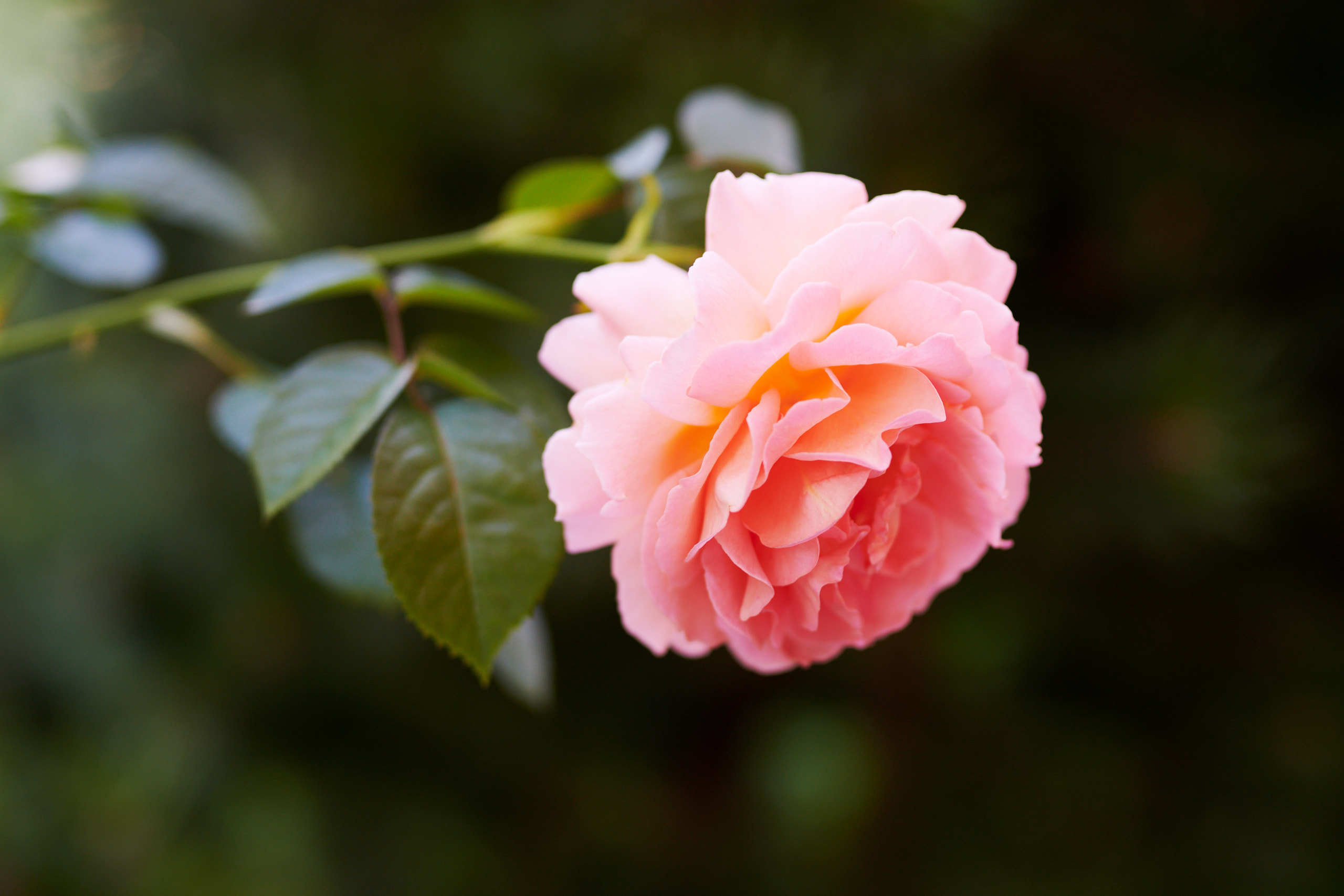 Nature and macro photography by Elena Zhukova