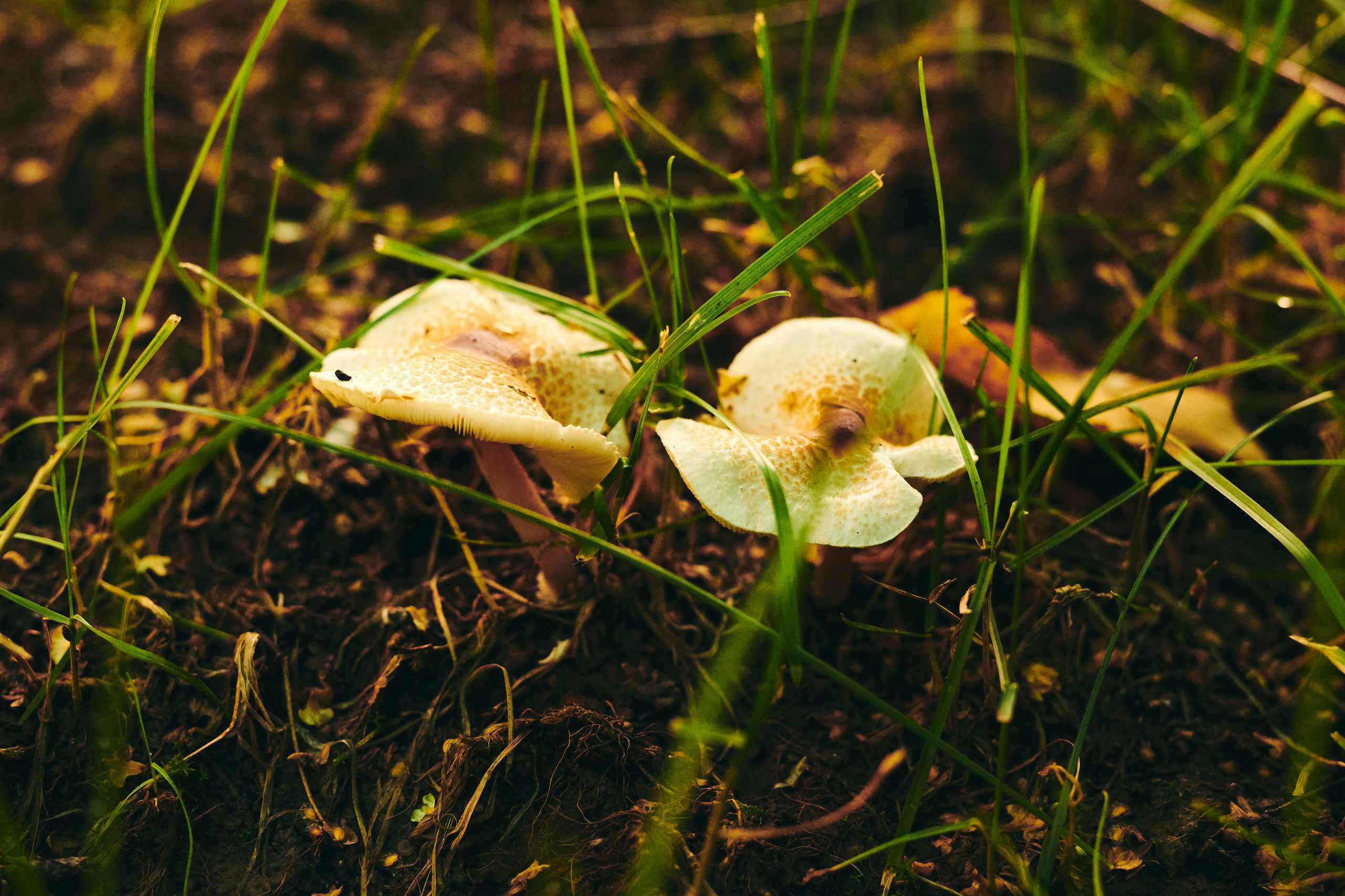 Harvest. Nature and macro photography by Elena Zhukova