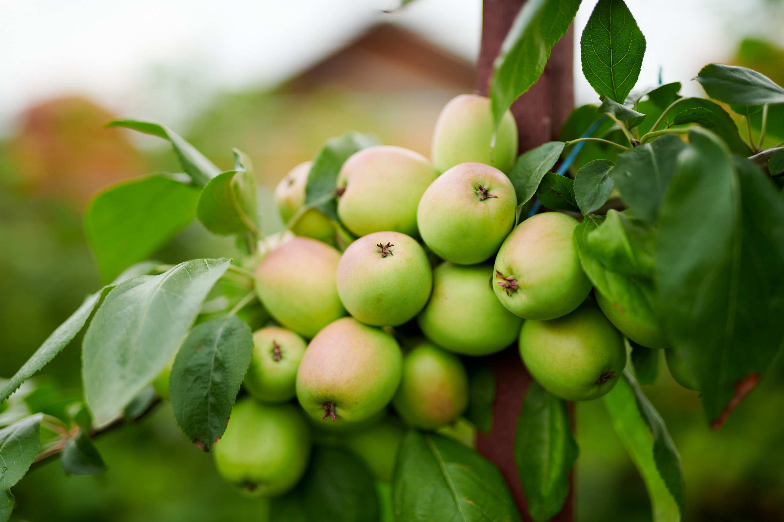 Harvest. Nature and macro photography by Elena Zhukova