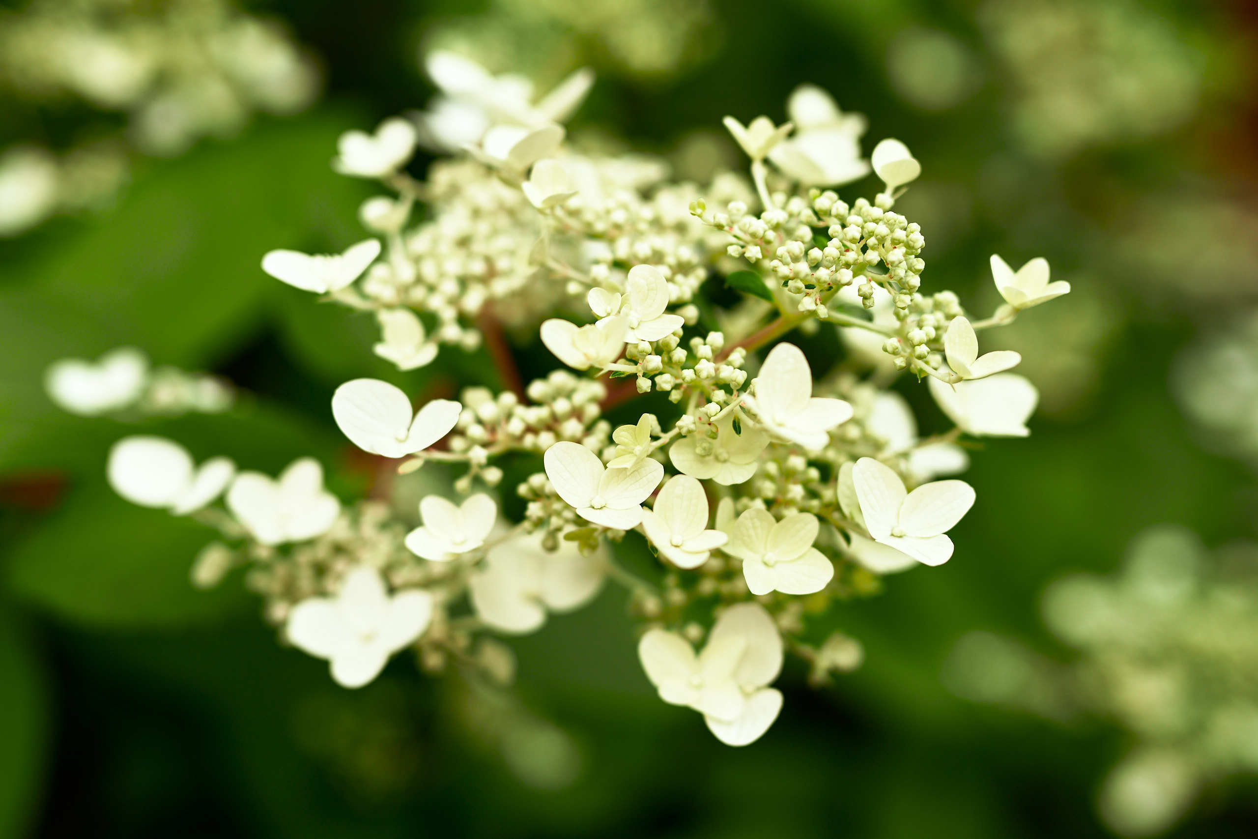 Flowers. Nature and macro photography by Elena Zhukova