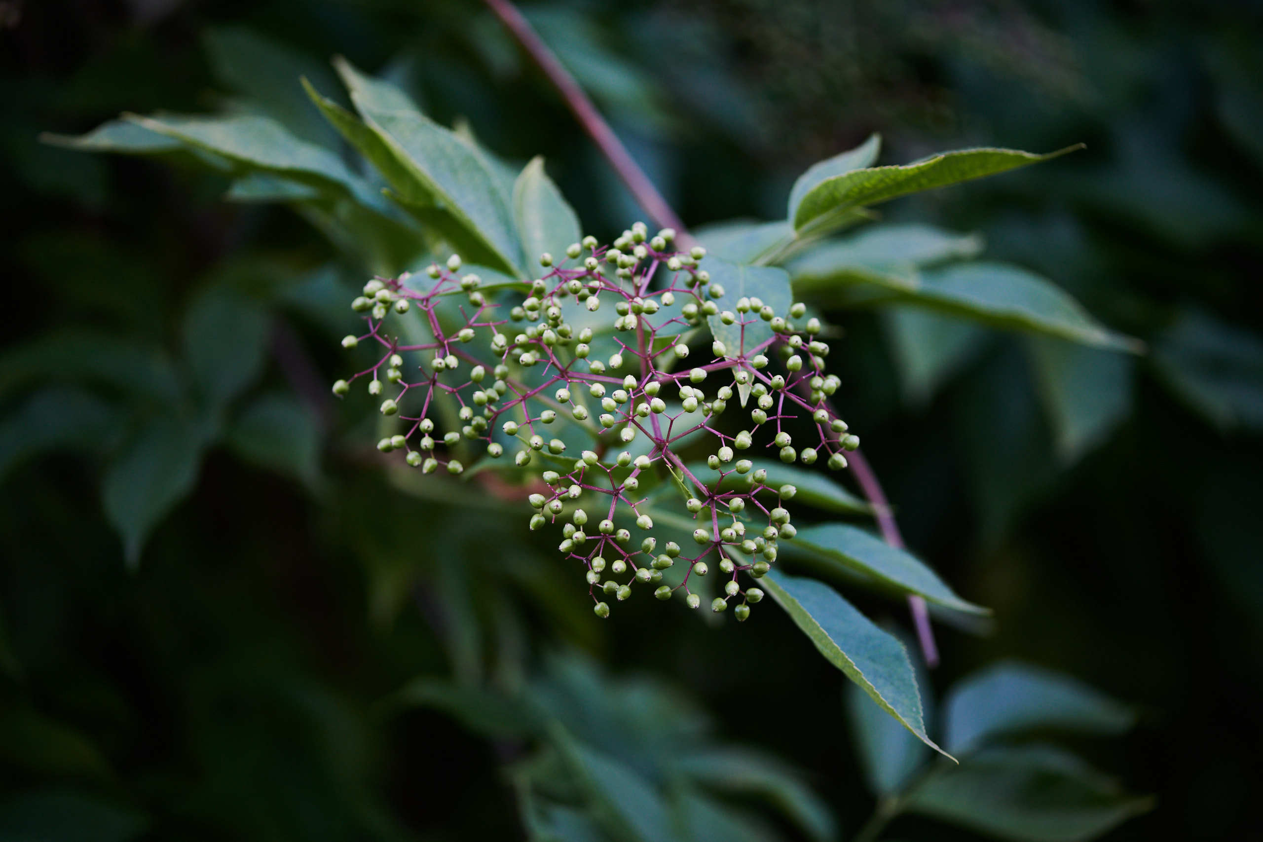 Berries. Nature and macro photography by Elena Zhukova