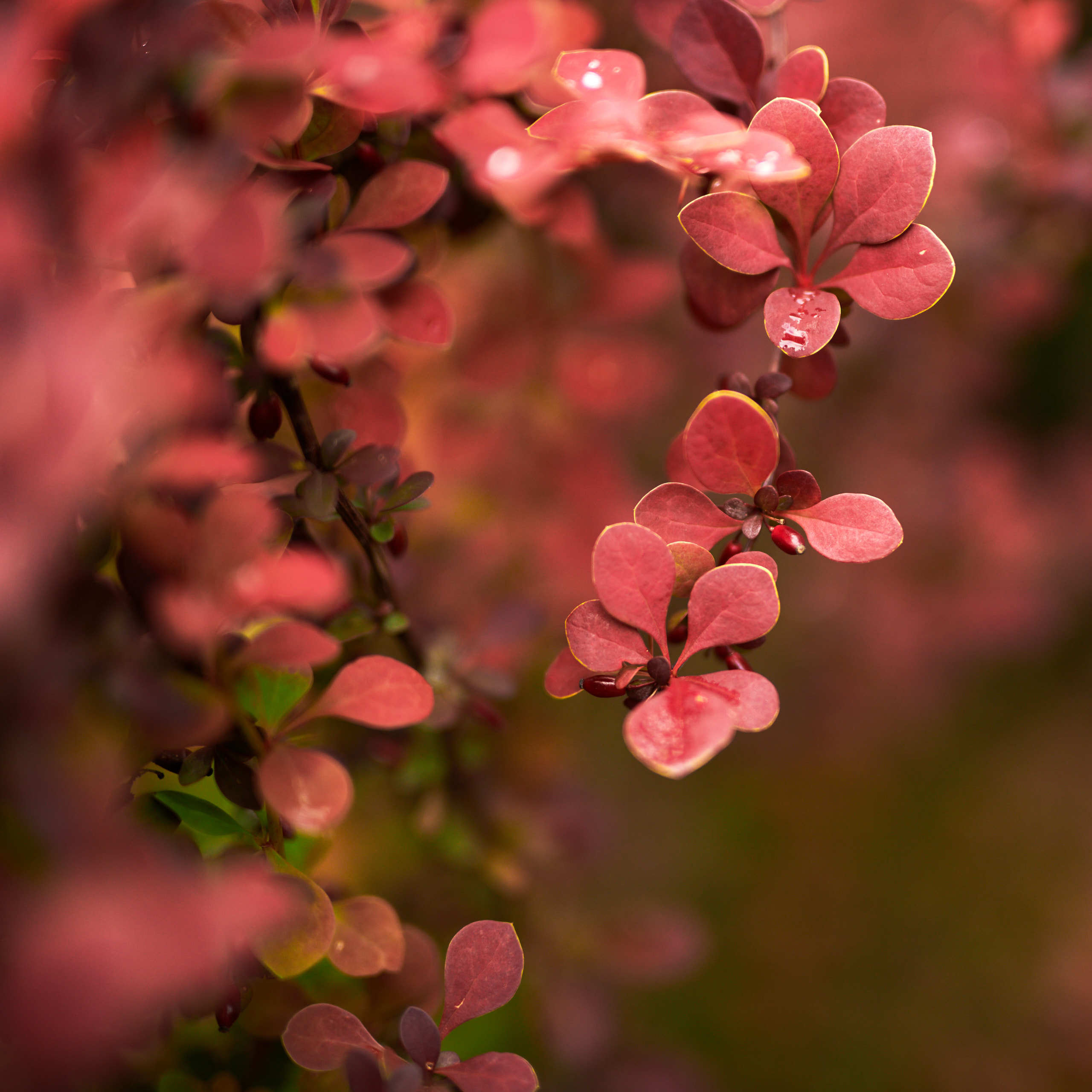 Leaves. Nature and macro photography by Elena Zhukova