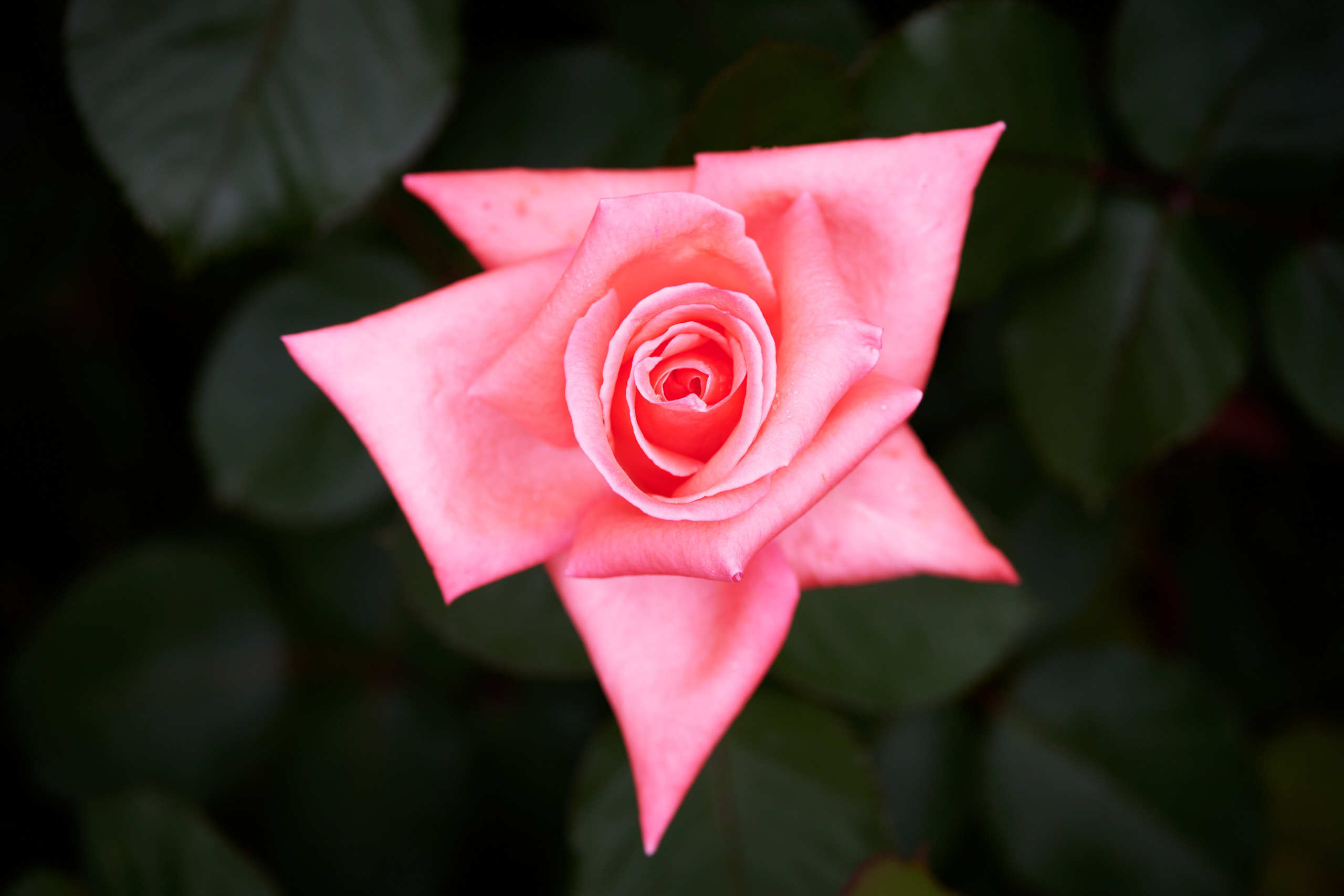 Roses. Nature and macro photography by Elena Zhukova