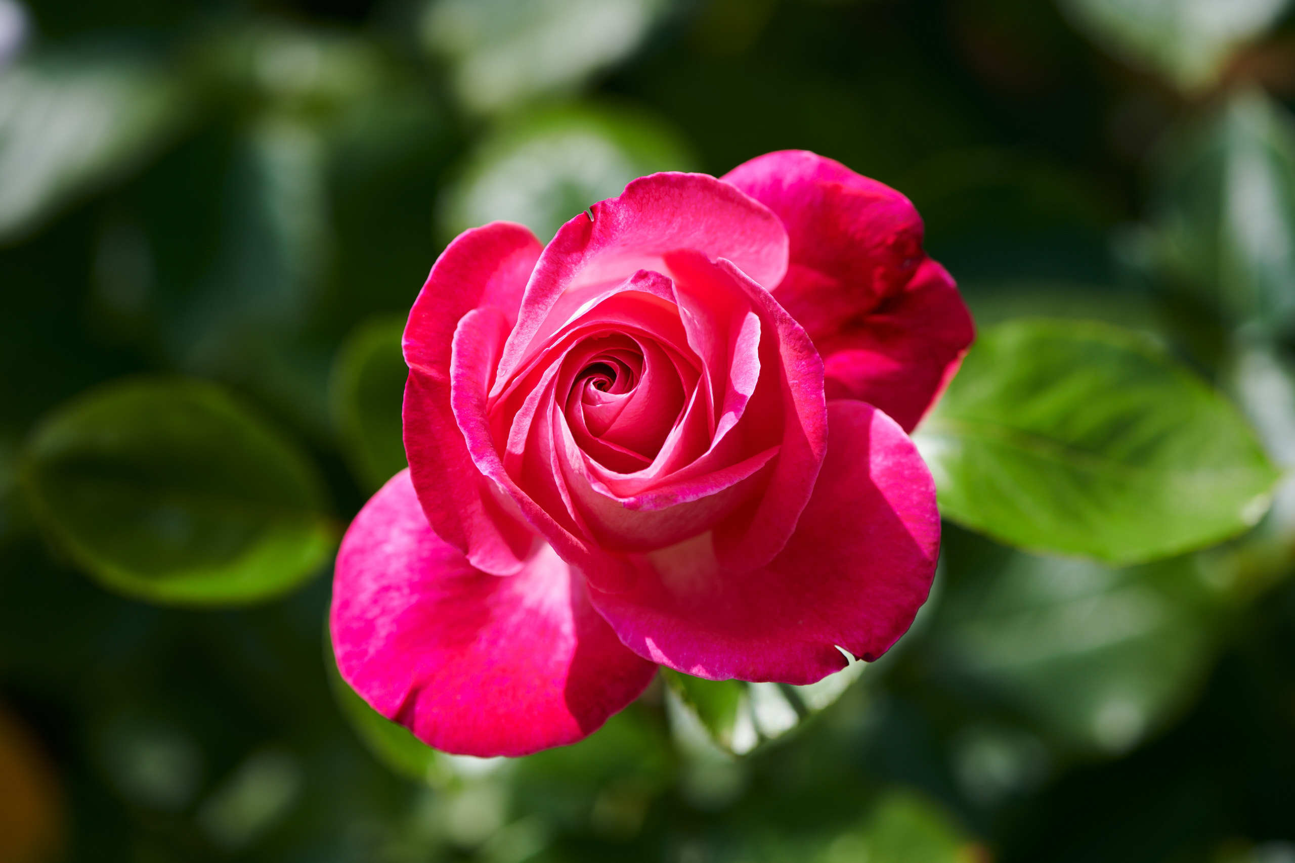 Roses. Nature and macro photography by Elena Zhukova