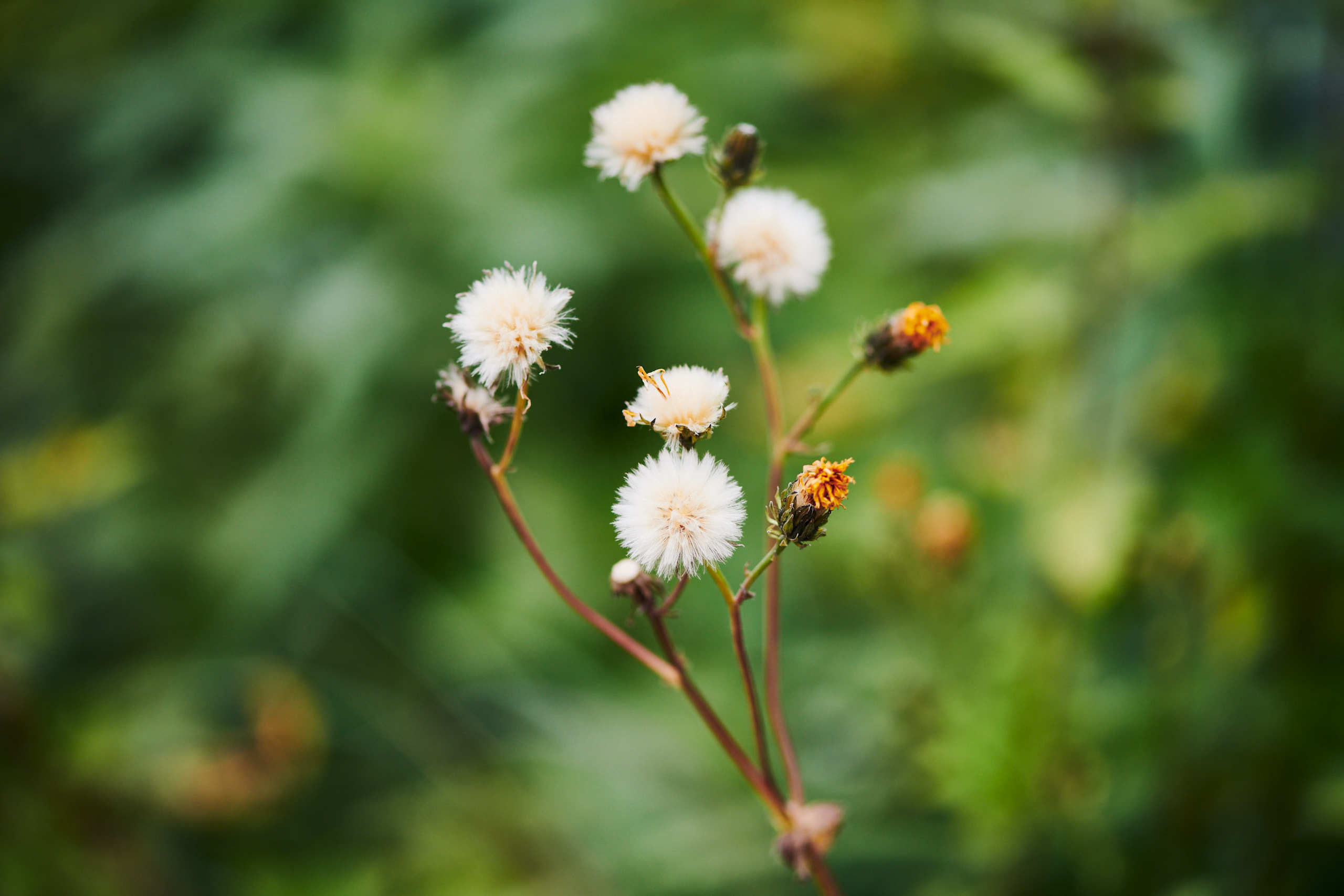 Flowers. Nature and macro photography by Elena Zhukova