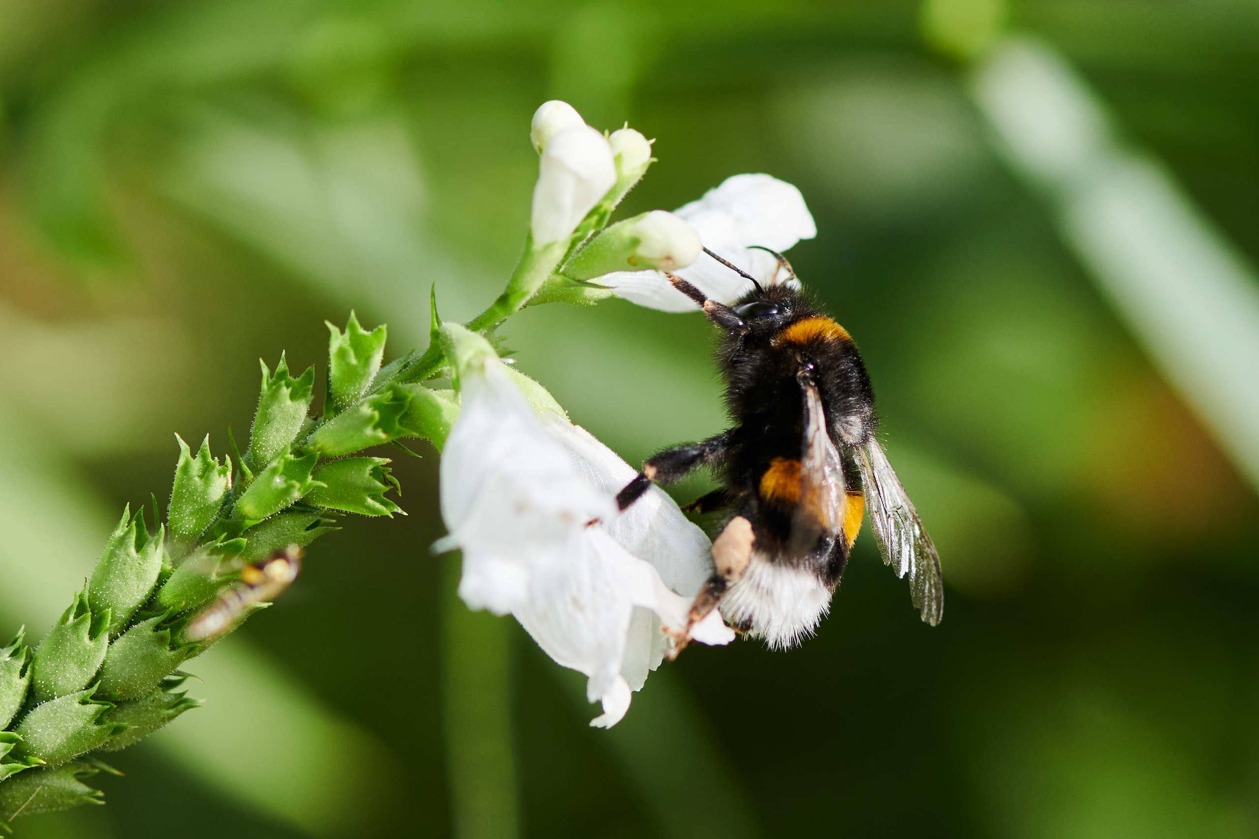 Small world. Nature and macro photography by Elena Zhukova