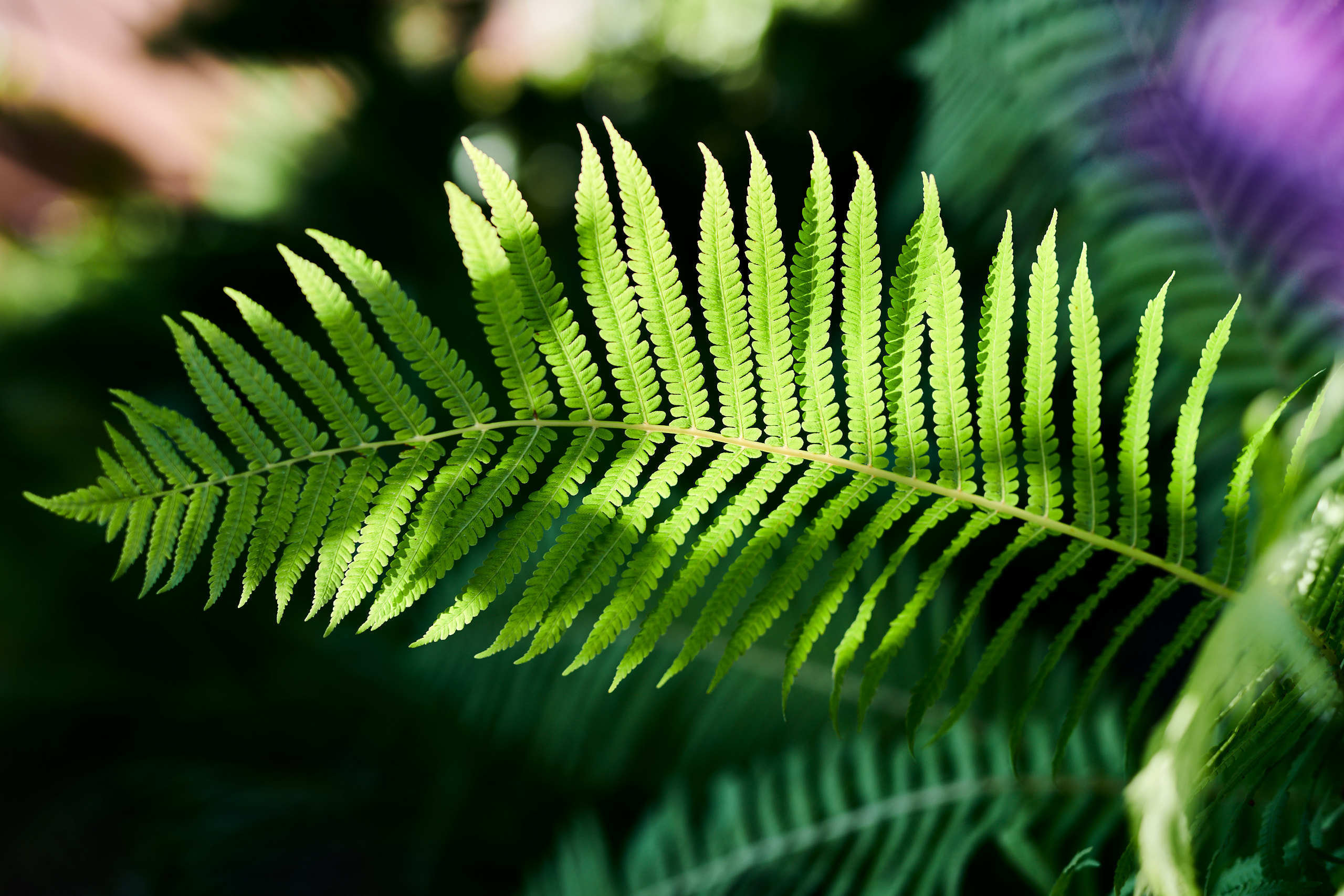 Nature and macro photography by Elena Zhukova