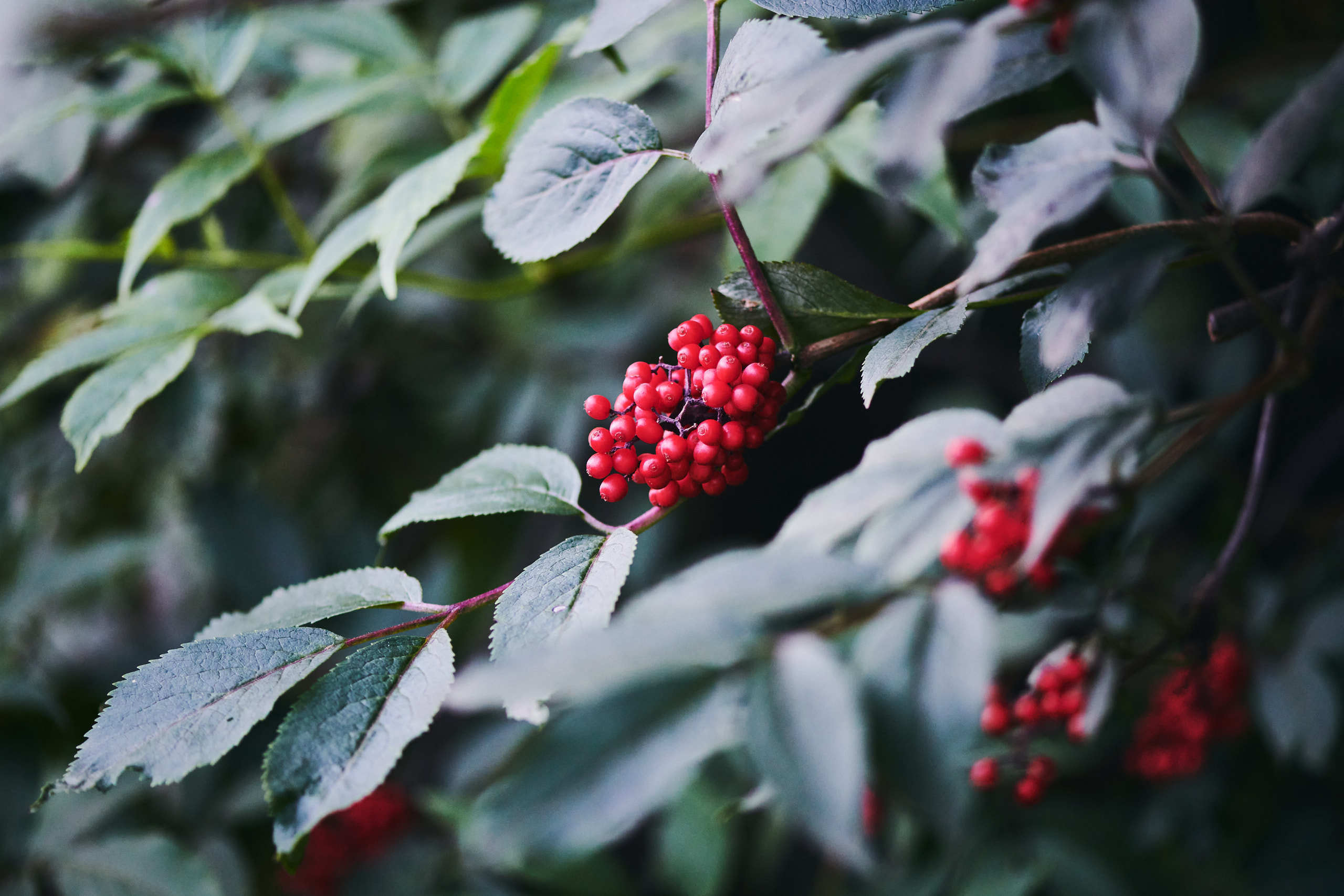 Berries. Nature and macro photography by Elena Zhukova