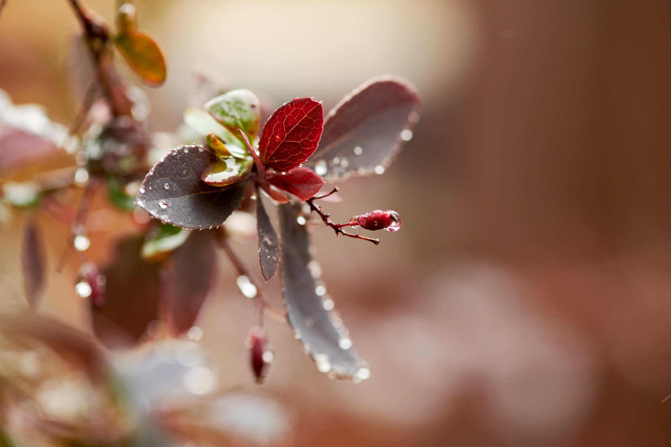 Berries. Nature and macro photography by Elena Zhukova