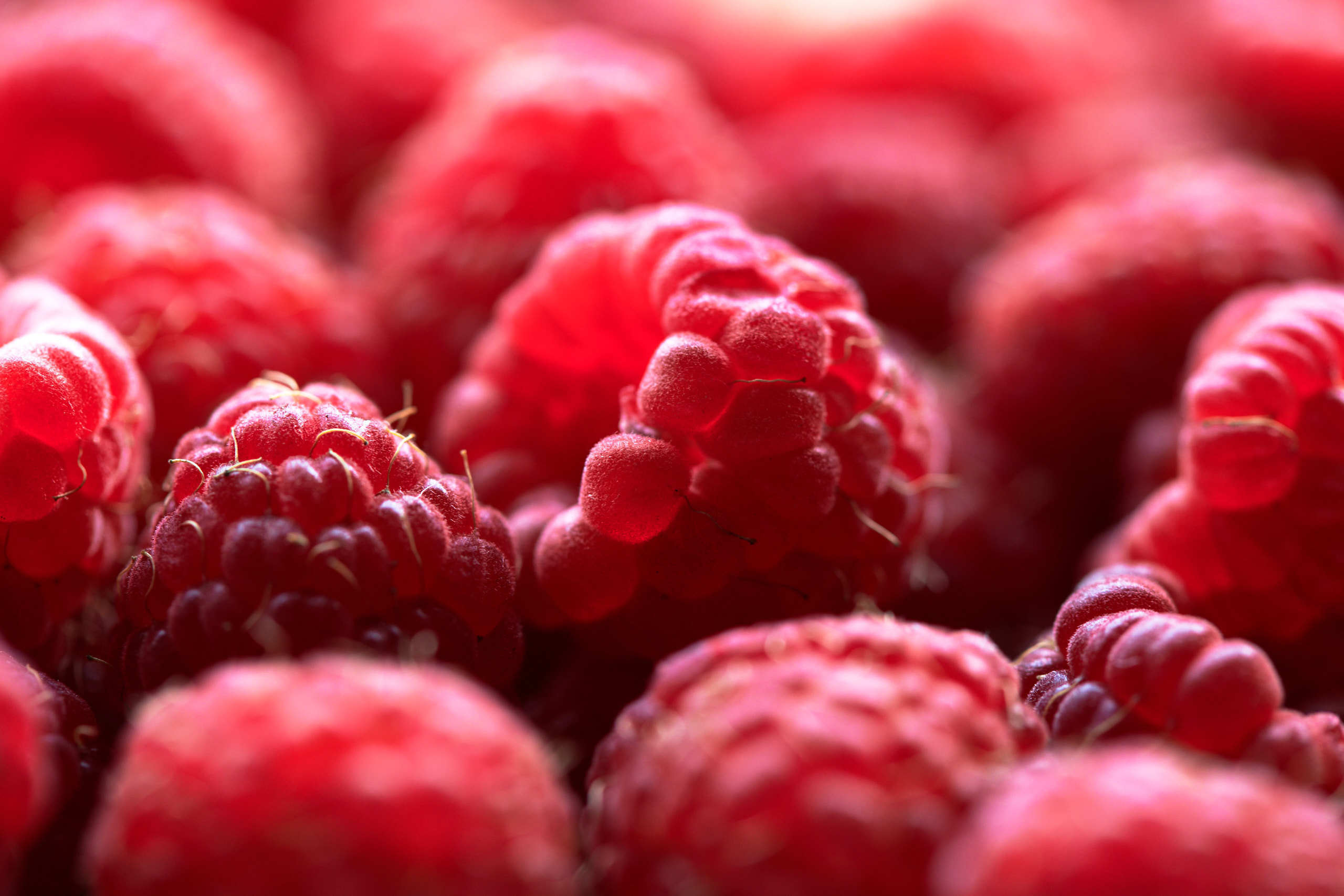 Berries. Nature and macro photography by Elena Zhukova