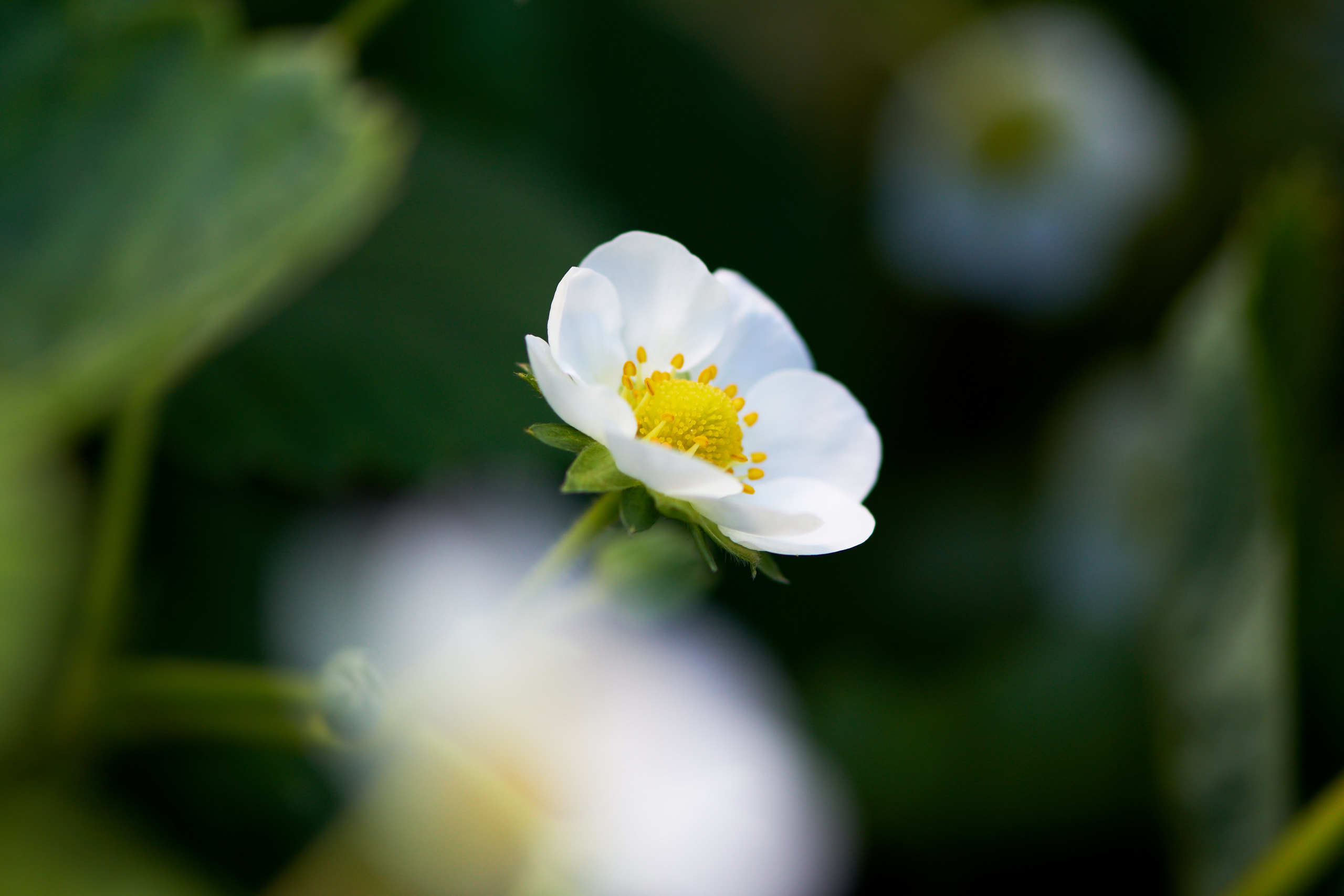 Flowers. Nature and macro photography by Elena Zhukova