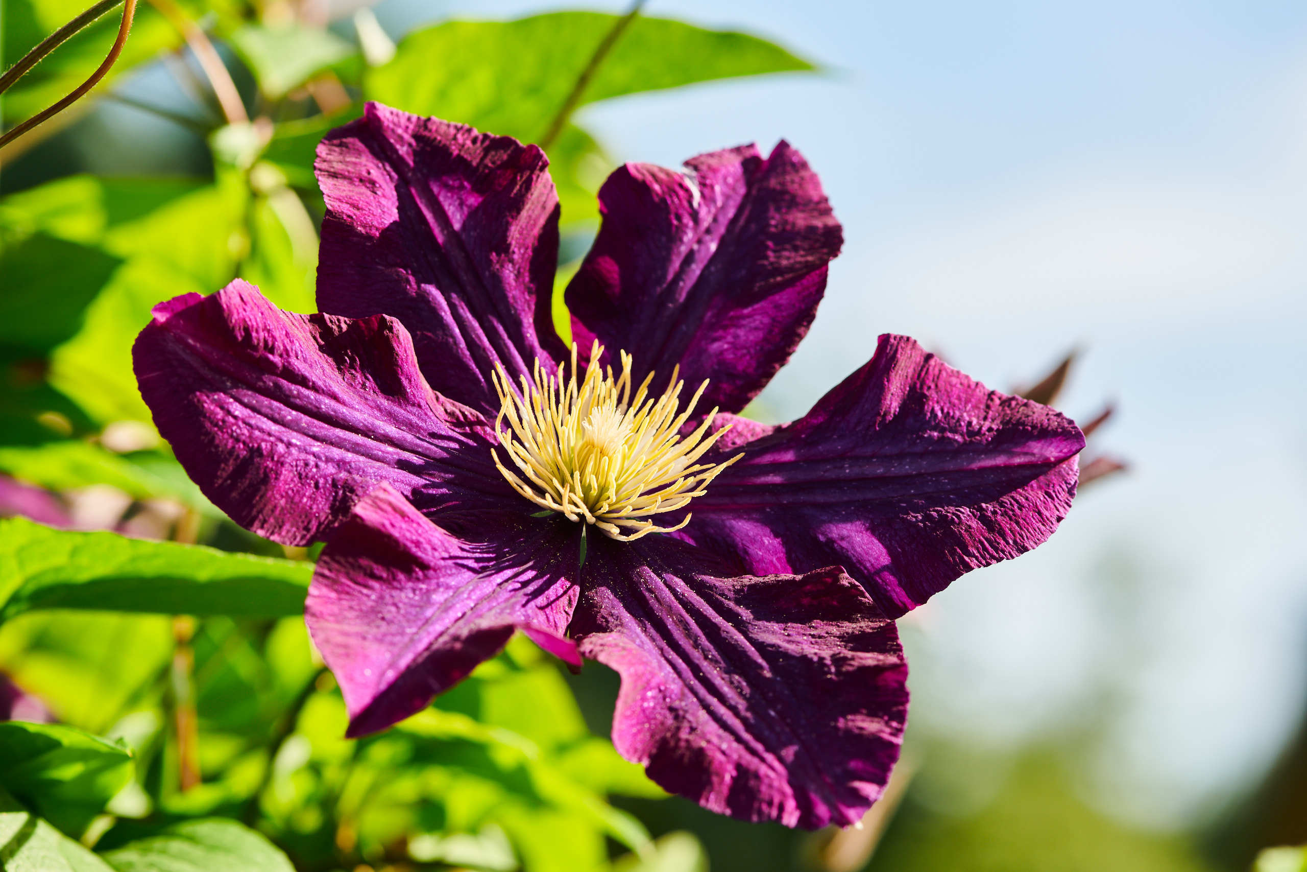 Flowers. Nature and macro photography by Elena Zhukova