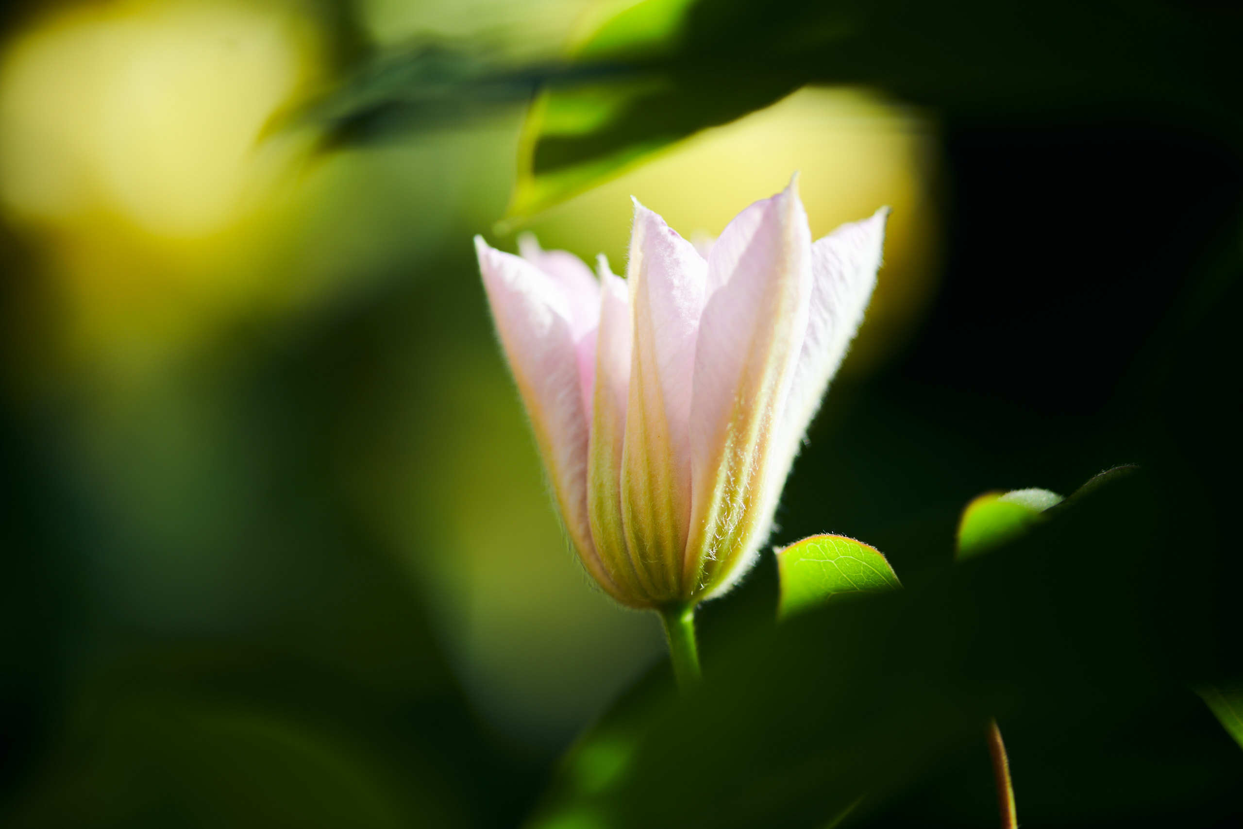 Flowers. Nature and macro photography by Elena Zhukova