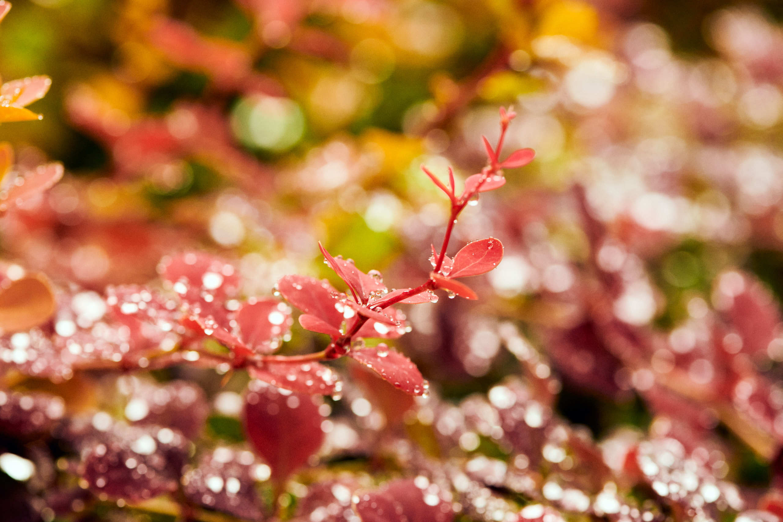 Leaves. Nature and macro photography by Elena Zhukova