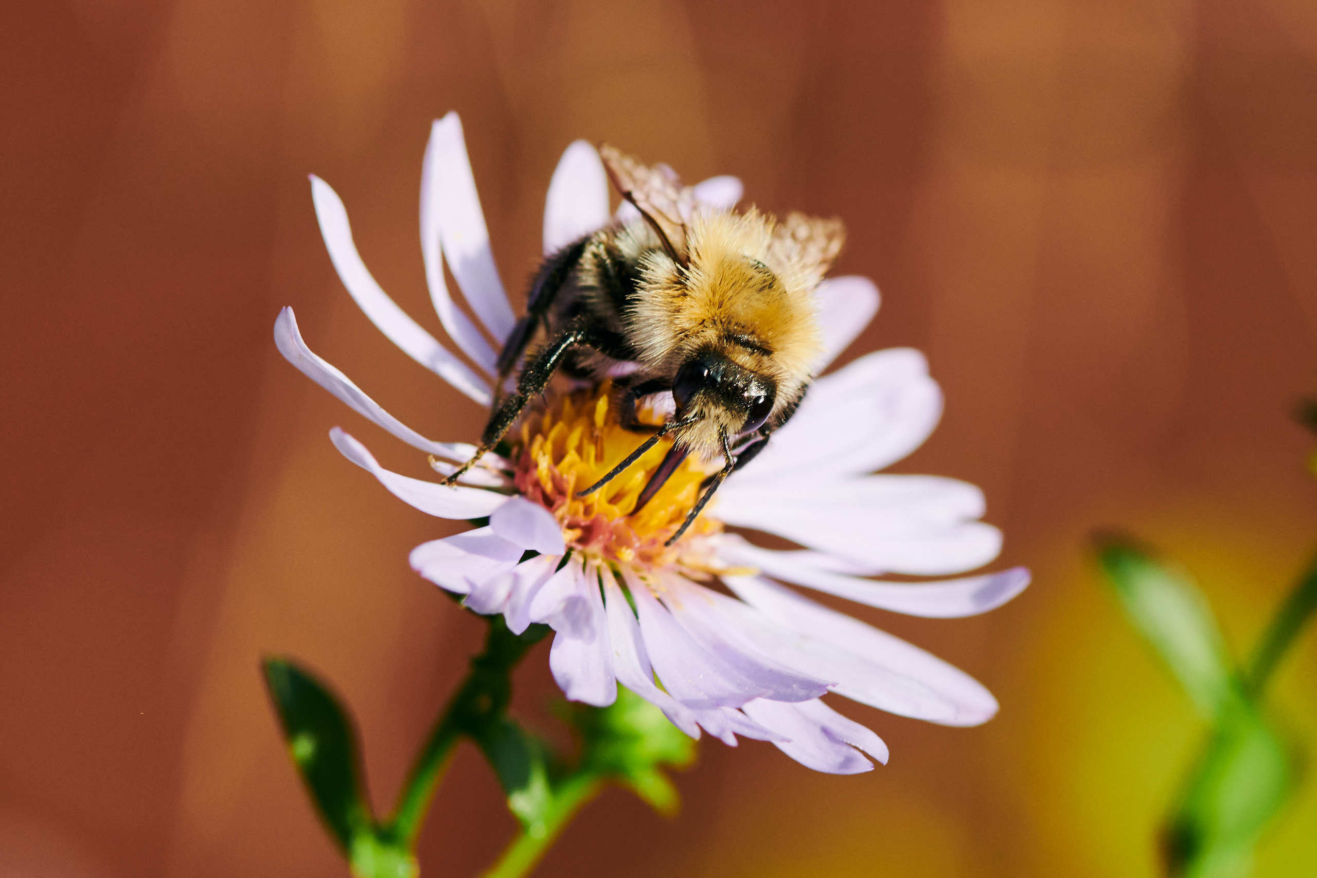 Small world. Nature and macro photography by Elena Zhukova