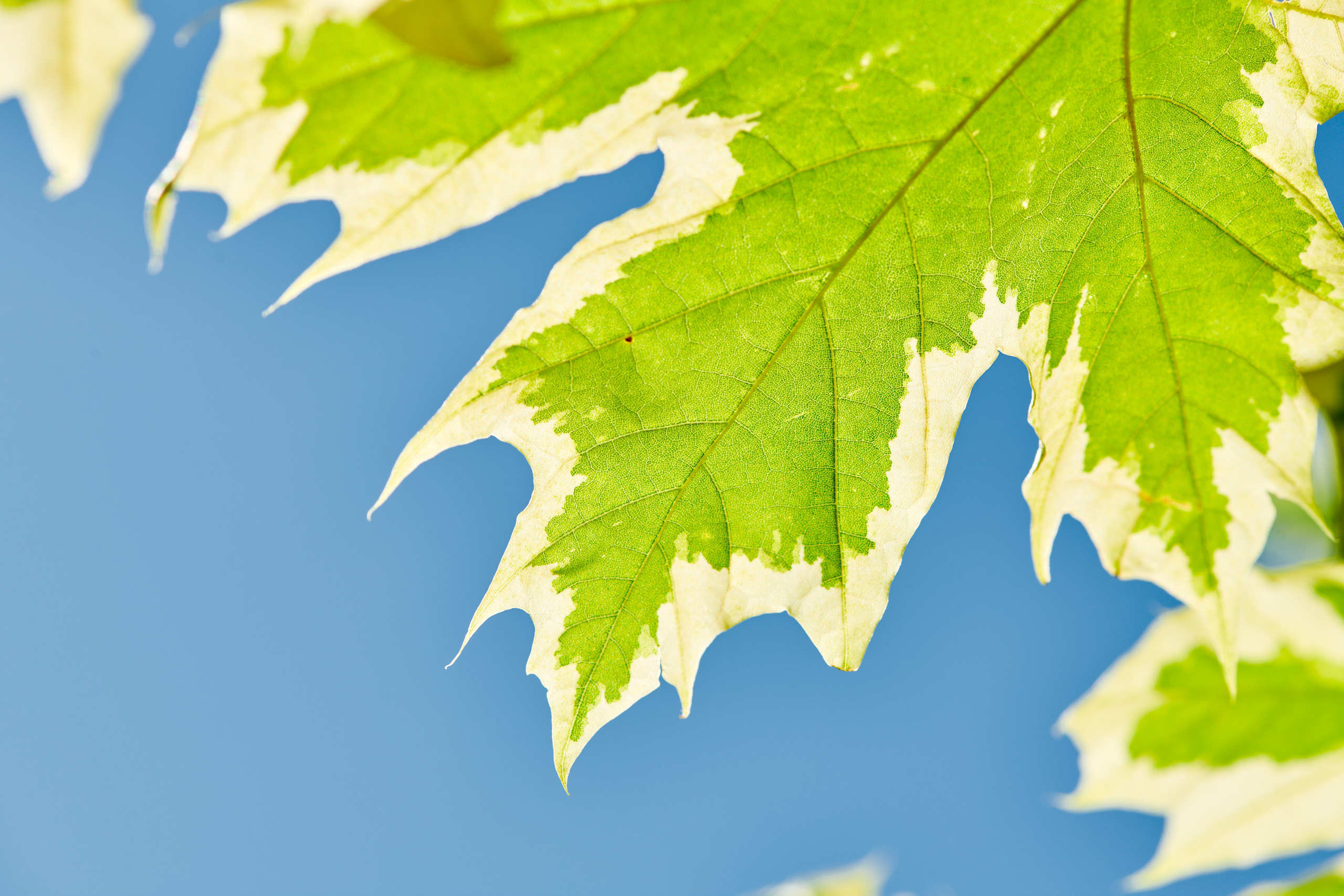 Leaves. Nature and macro photography by Elena Zhukova
