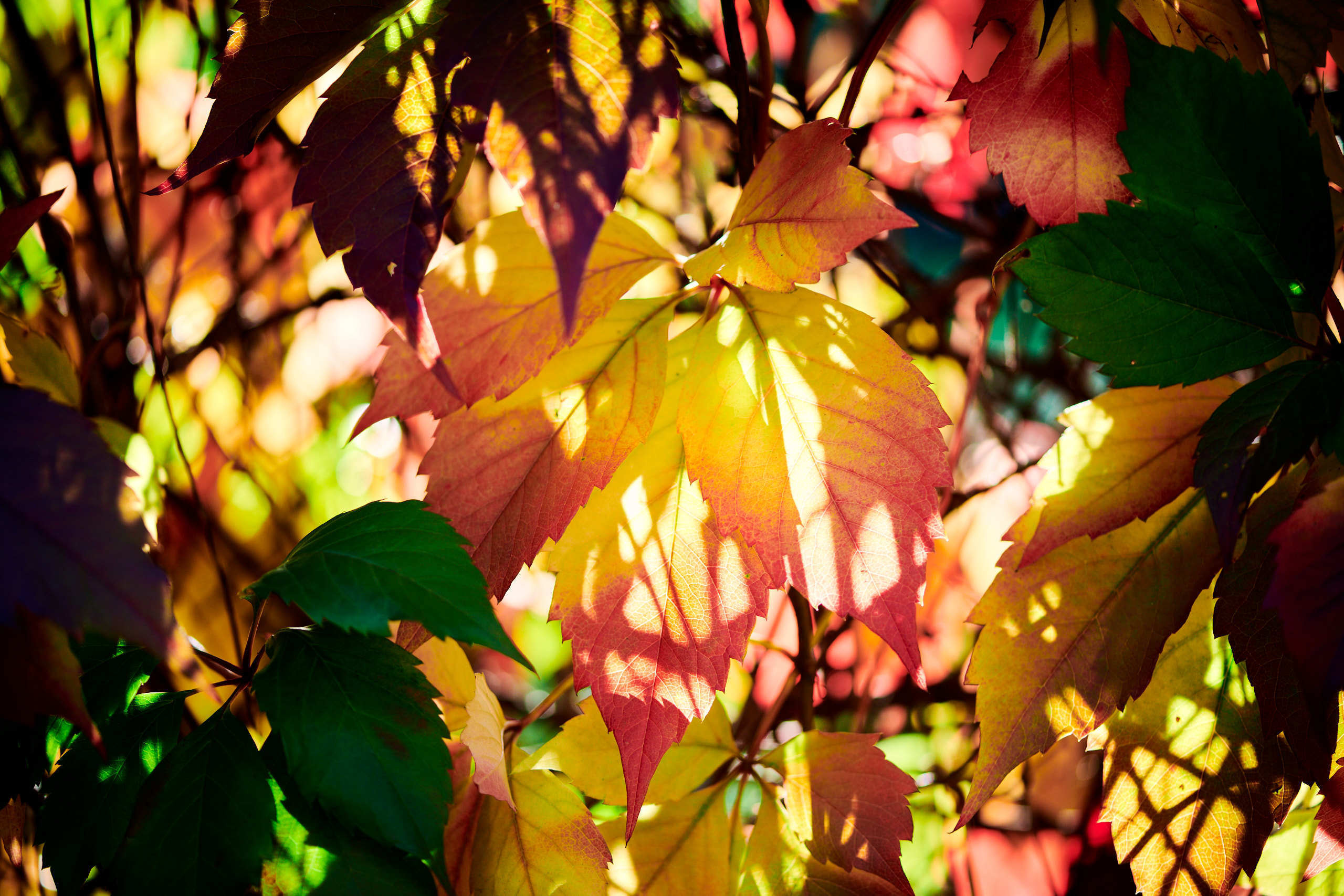 Leaves. Nature and macro photography by Elena Zhukova