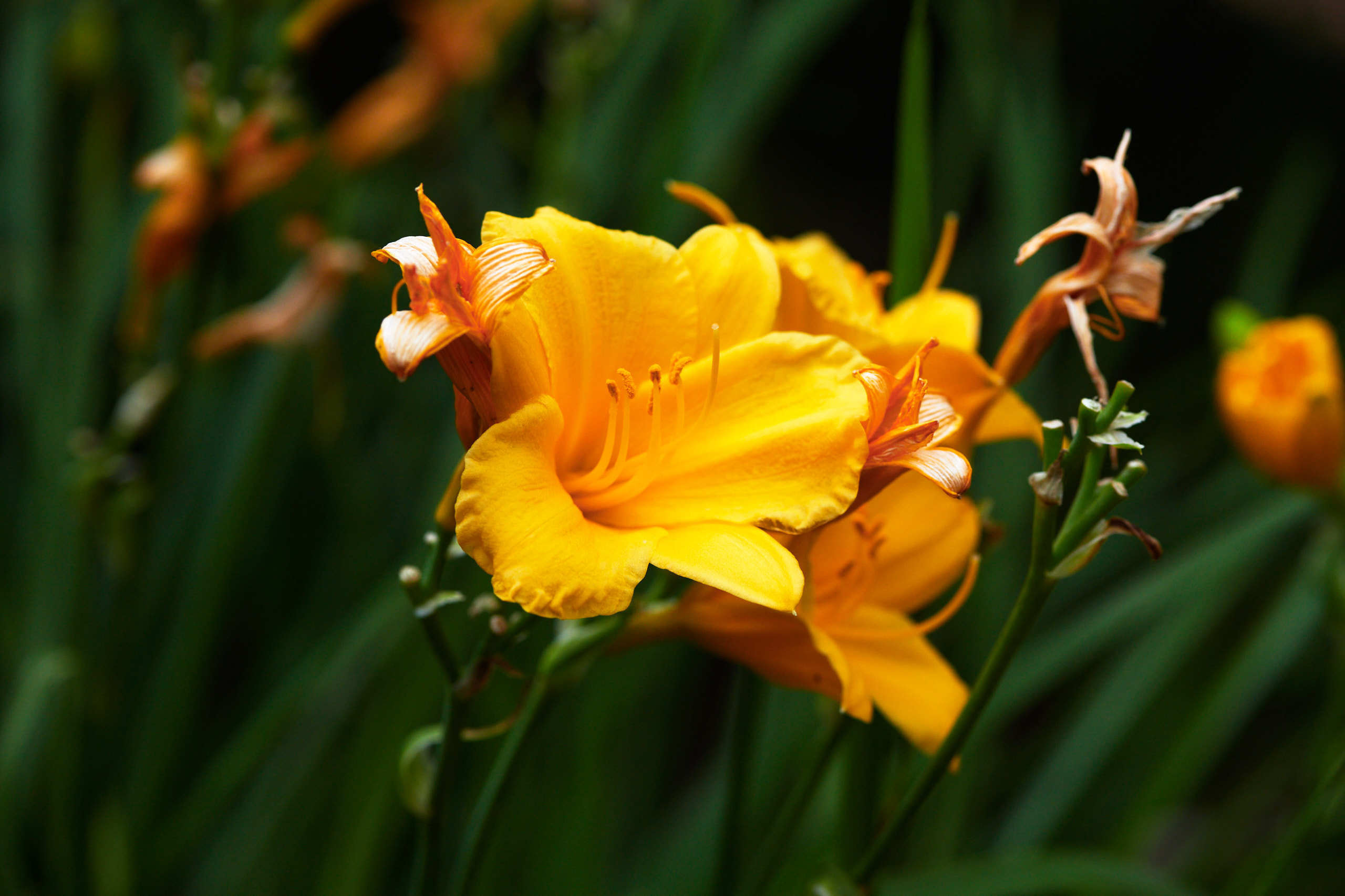 Flowers. Nature and macro photography by Elena Zhukova