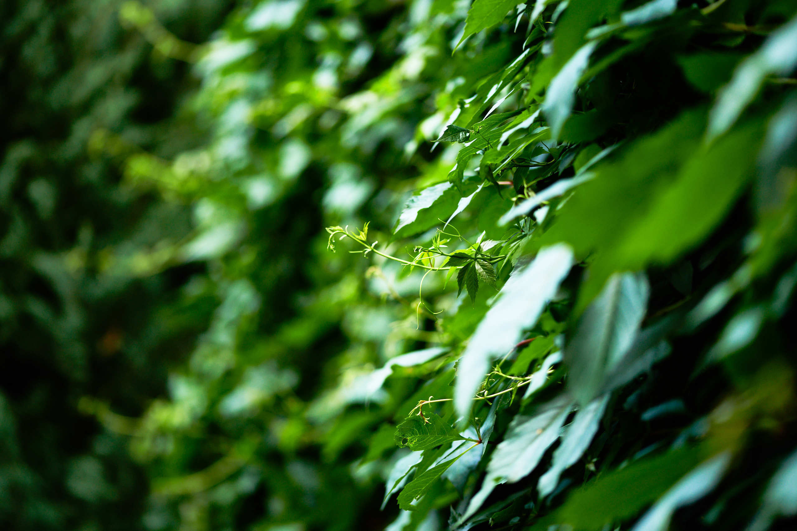 Leaves. Nature and macro photography by Elena Zhukova