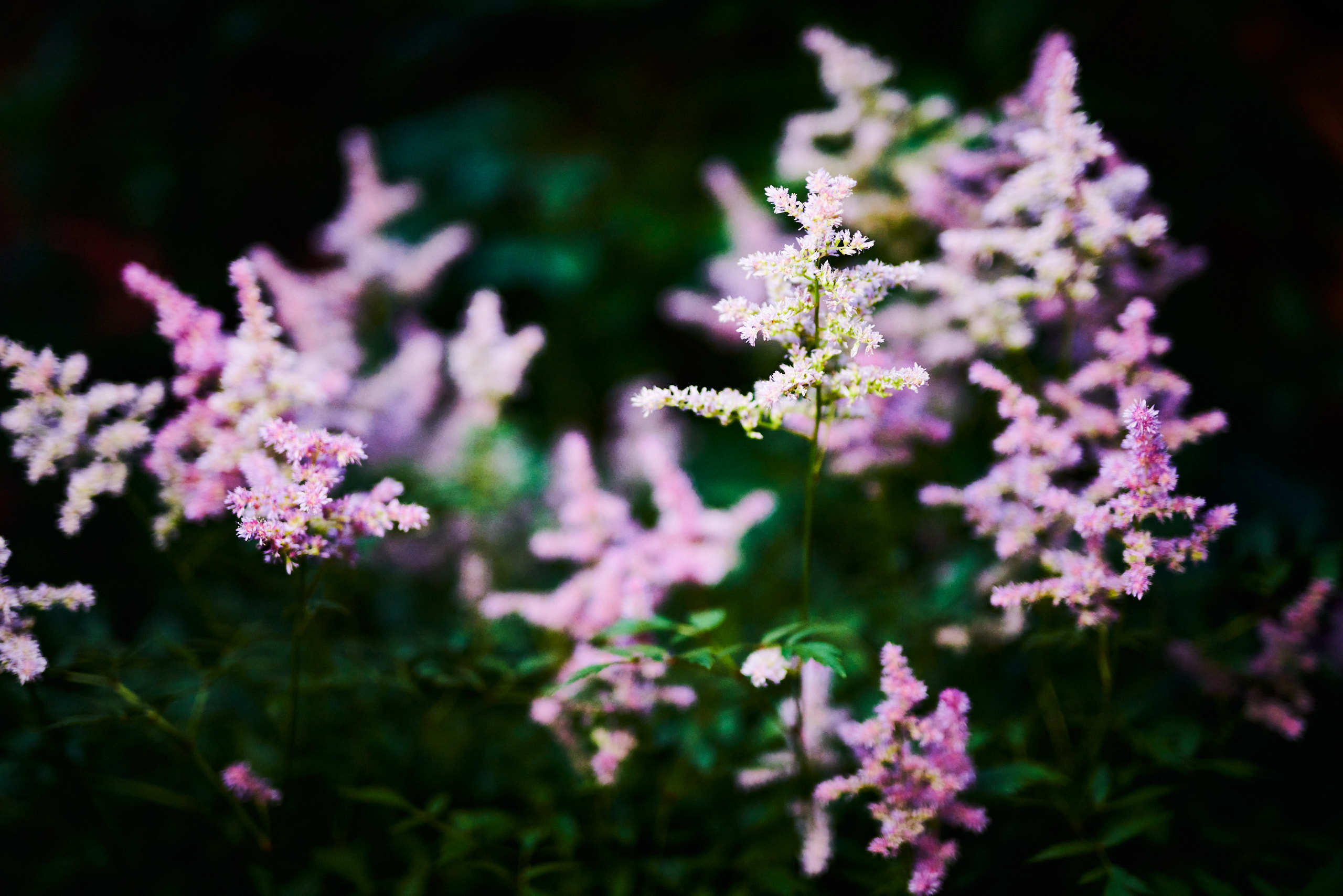 Flowers. Nature and macro photography by Elena Zhukova