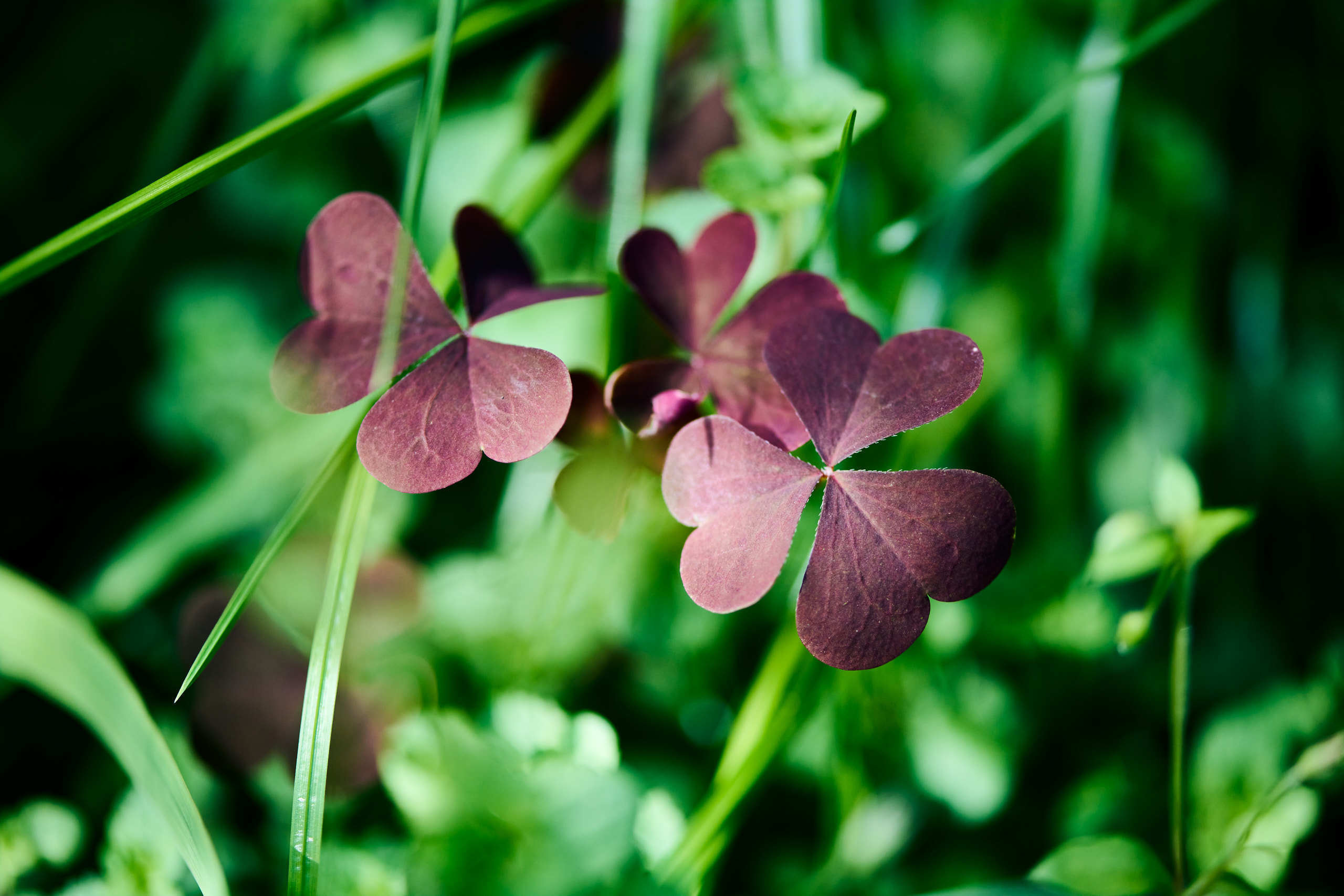Leaves. Nature and macro photography by Elena Zhukova