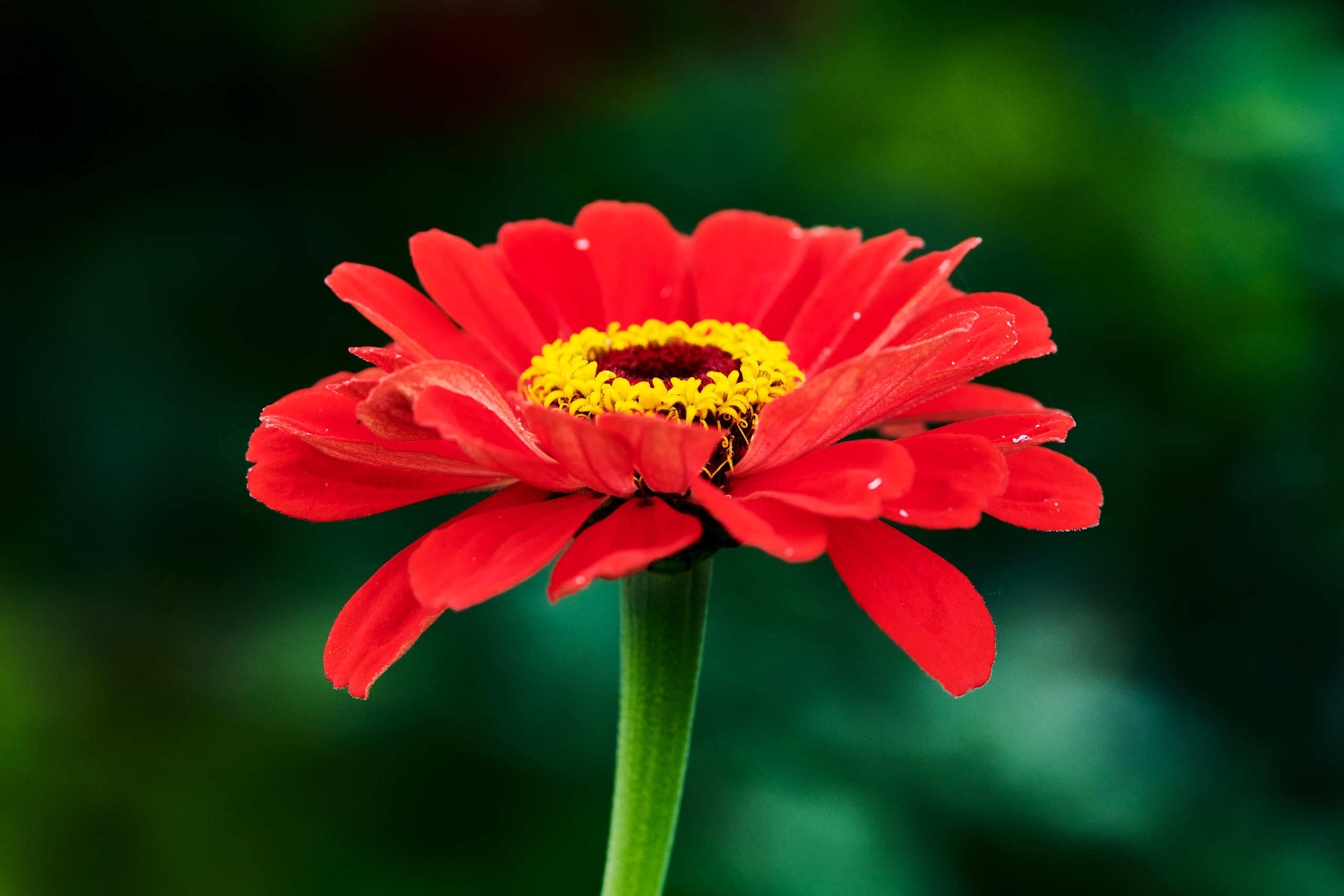 Flowers. Nature and macro photography by Elena Zhukova