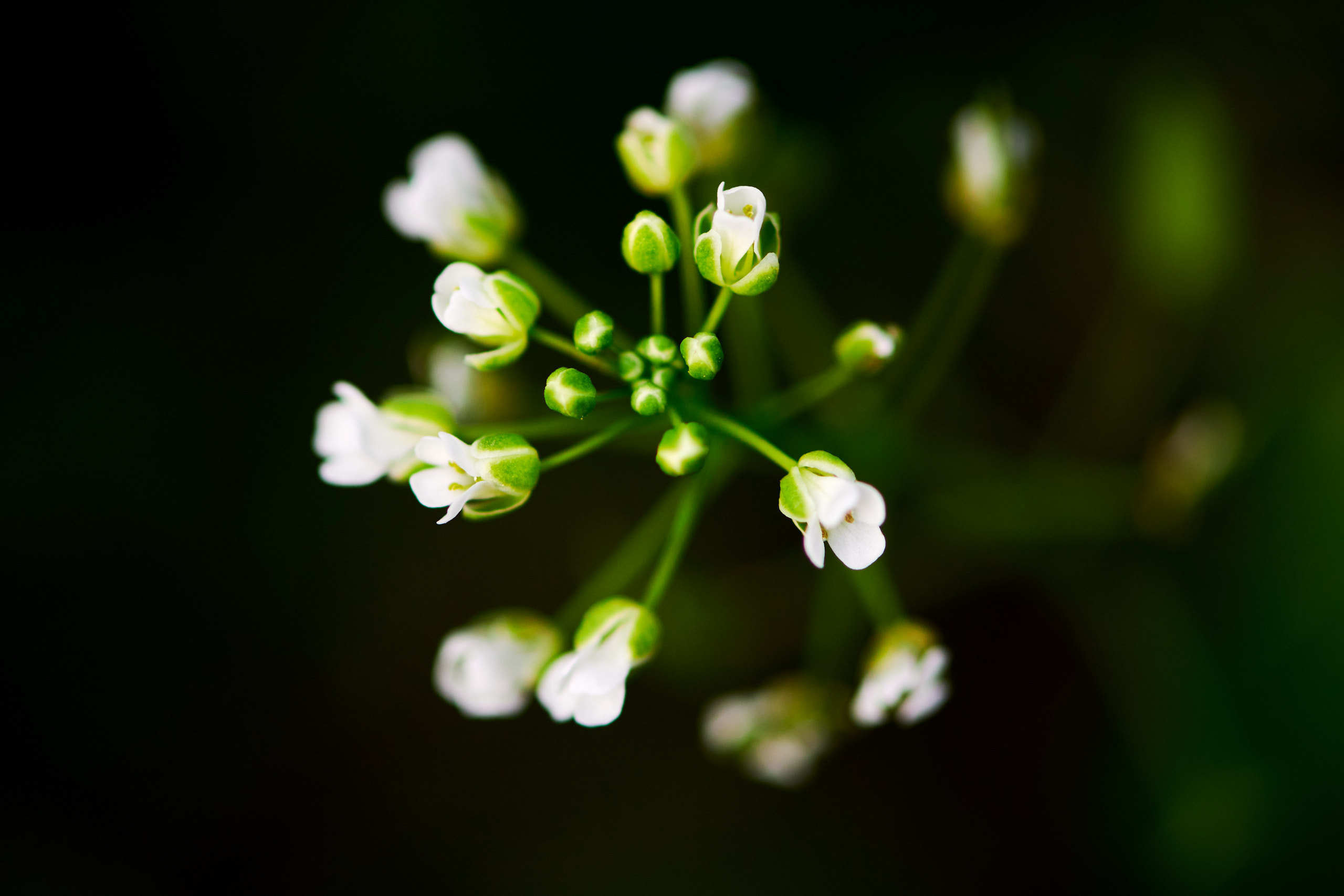 Flowers. Nature and macro photography by Elena Zhukova