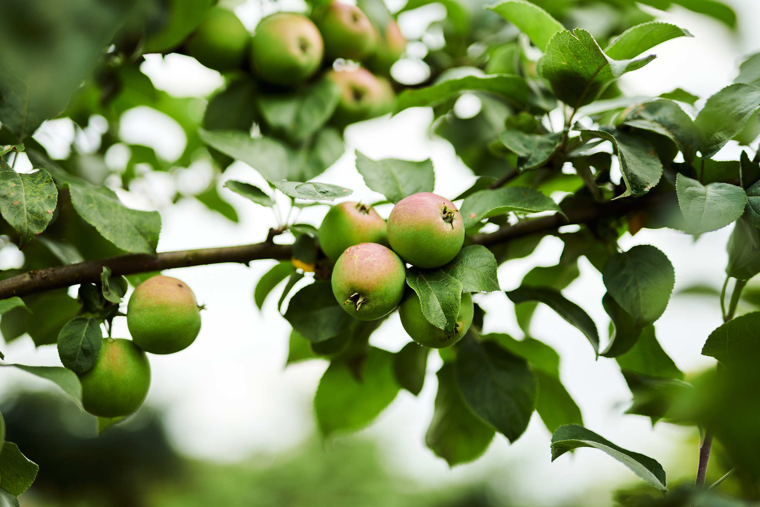 Harvest. Nature and macro photography by Elena Zhukova