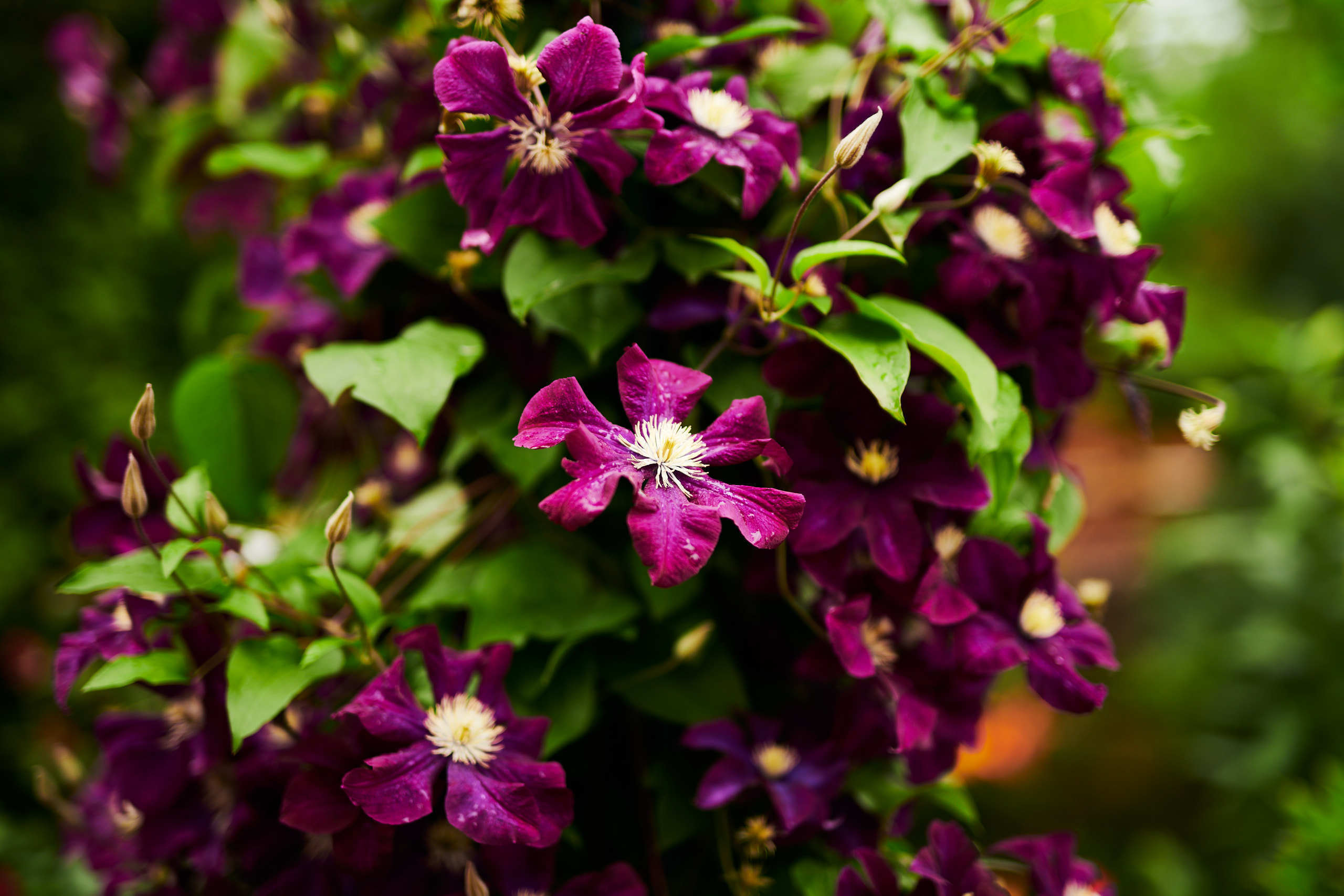 Flowers. Nature and macro photography by Elena Zhukova