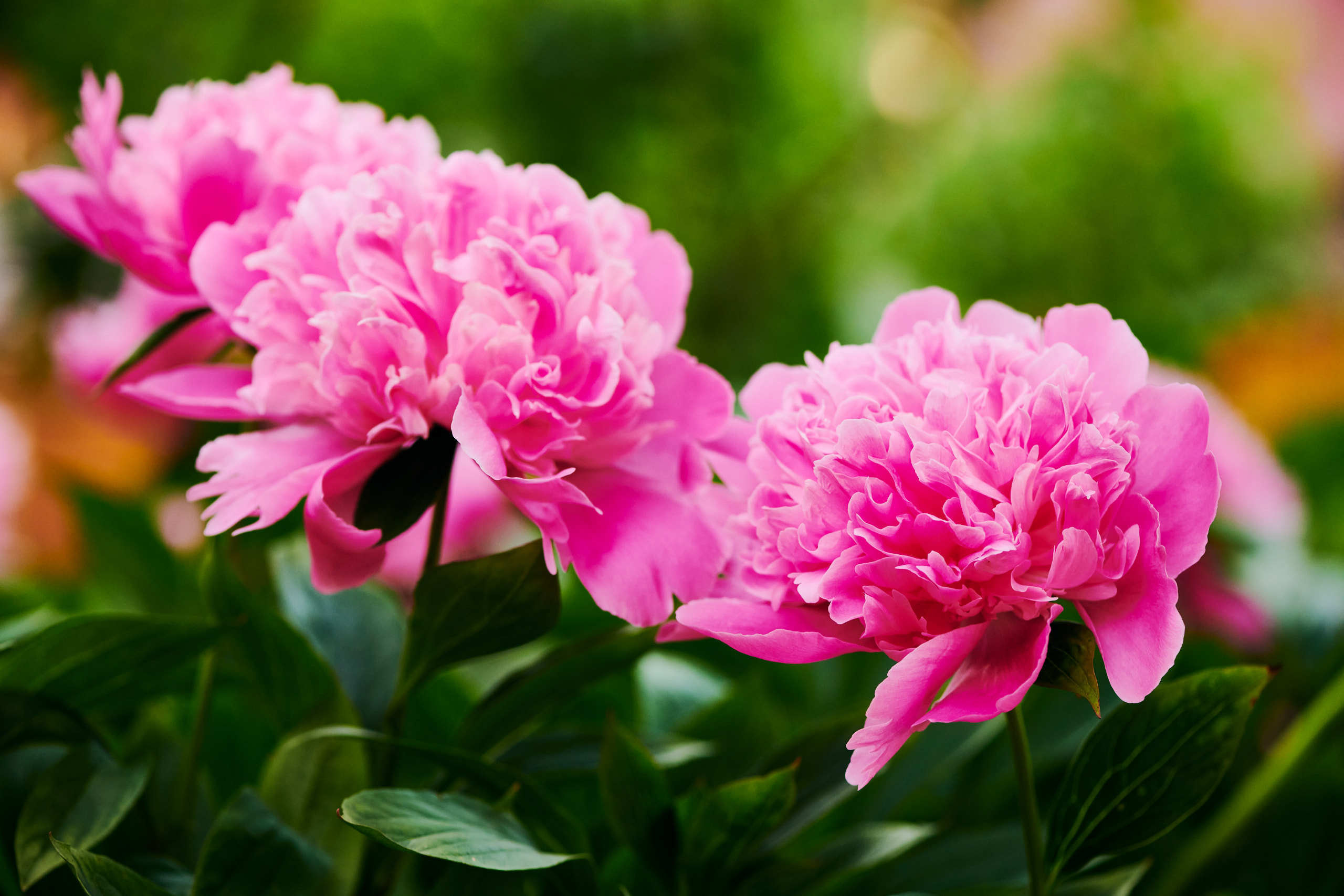 Flowers. Nature and macro photography by Elena Zhukova