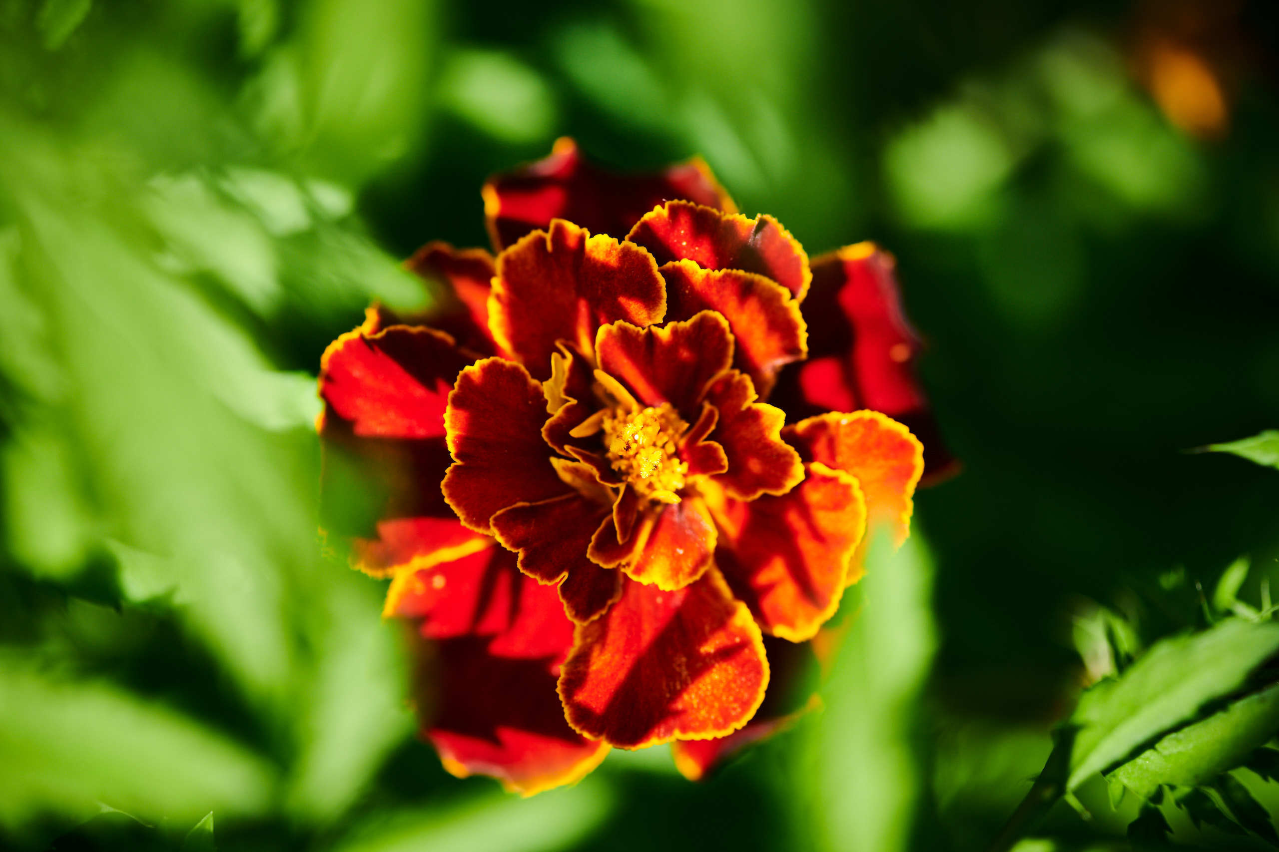 Flowers. Nature and macro photography by Elena Zhukova