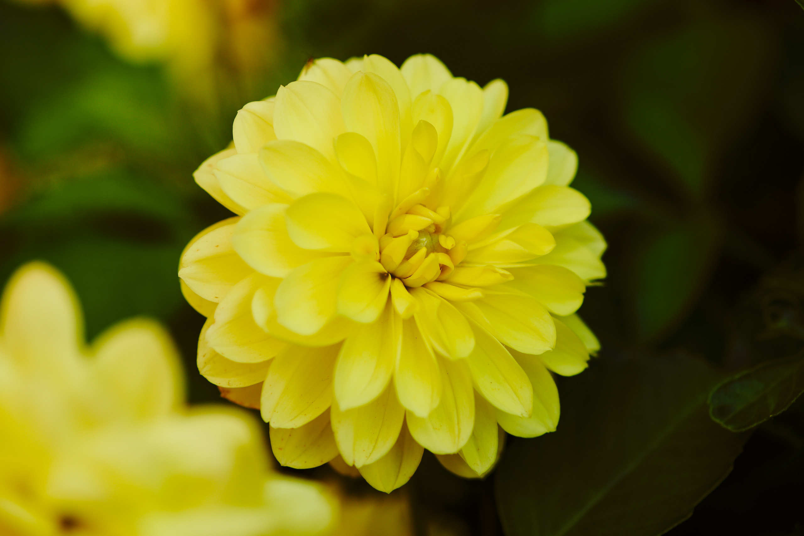 Flowers. Nature and macro photography by Elena Zhukova