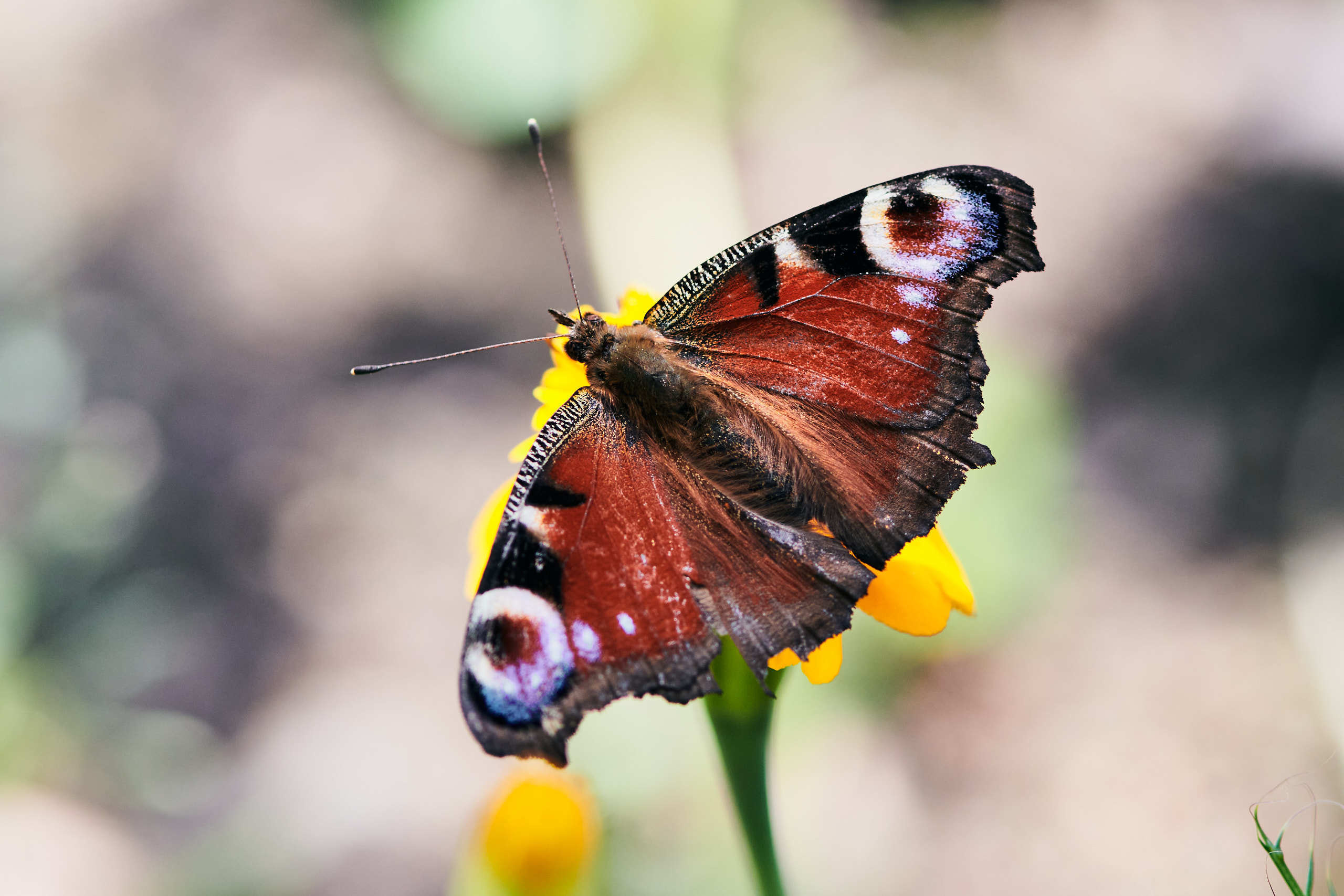 Small world. Nature and macro photography by Elena Zhukova