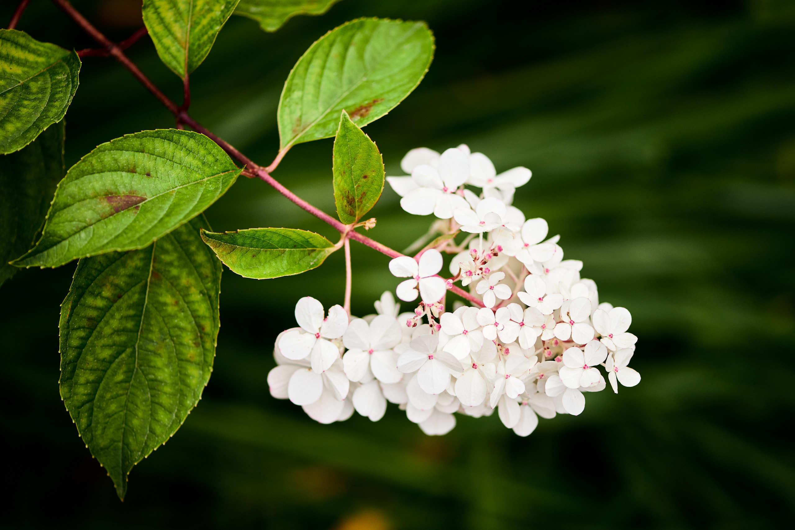 Flowers. Nature and macro photography by Elena Zhukova